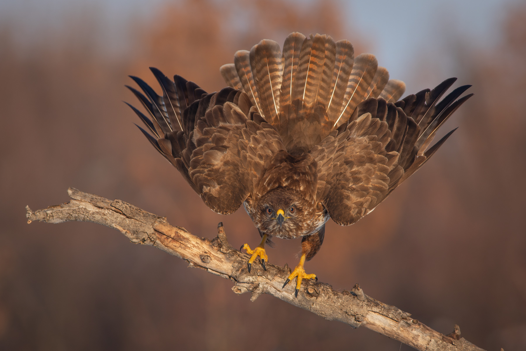 Обикновен мишелов/ Common buzzard
