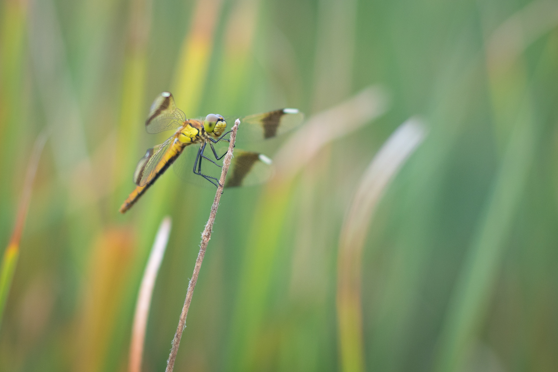 Symptetrum pedemontanum