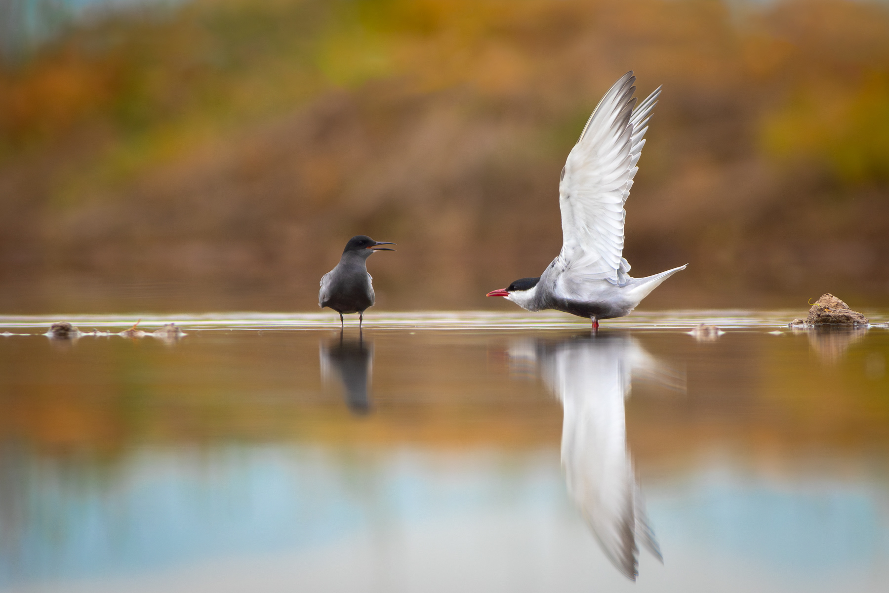 Белобуза и Черна рибарки/ Whiskered and Black terns