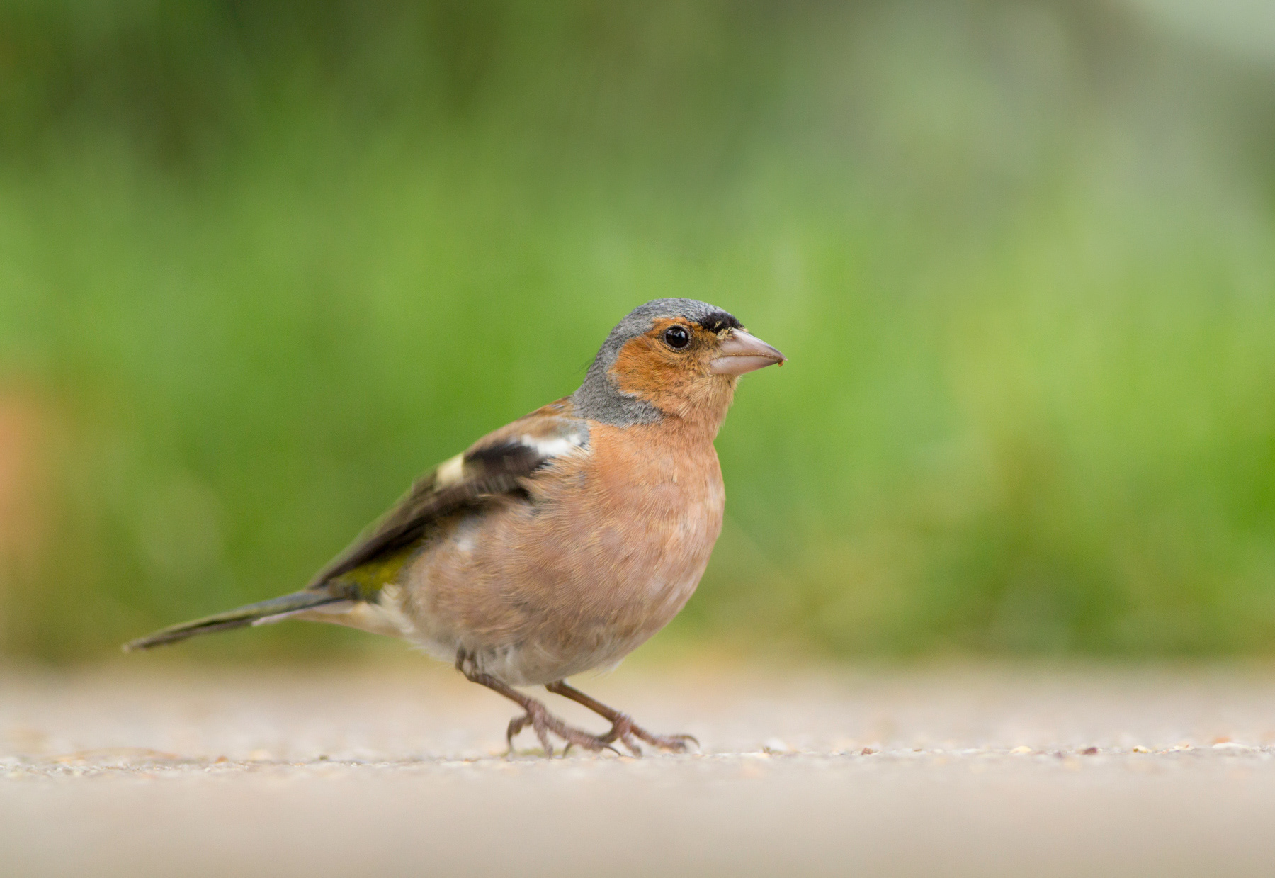 Обикновена чинка/ Common chaffinch