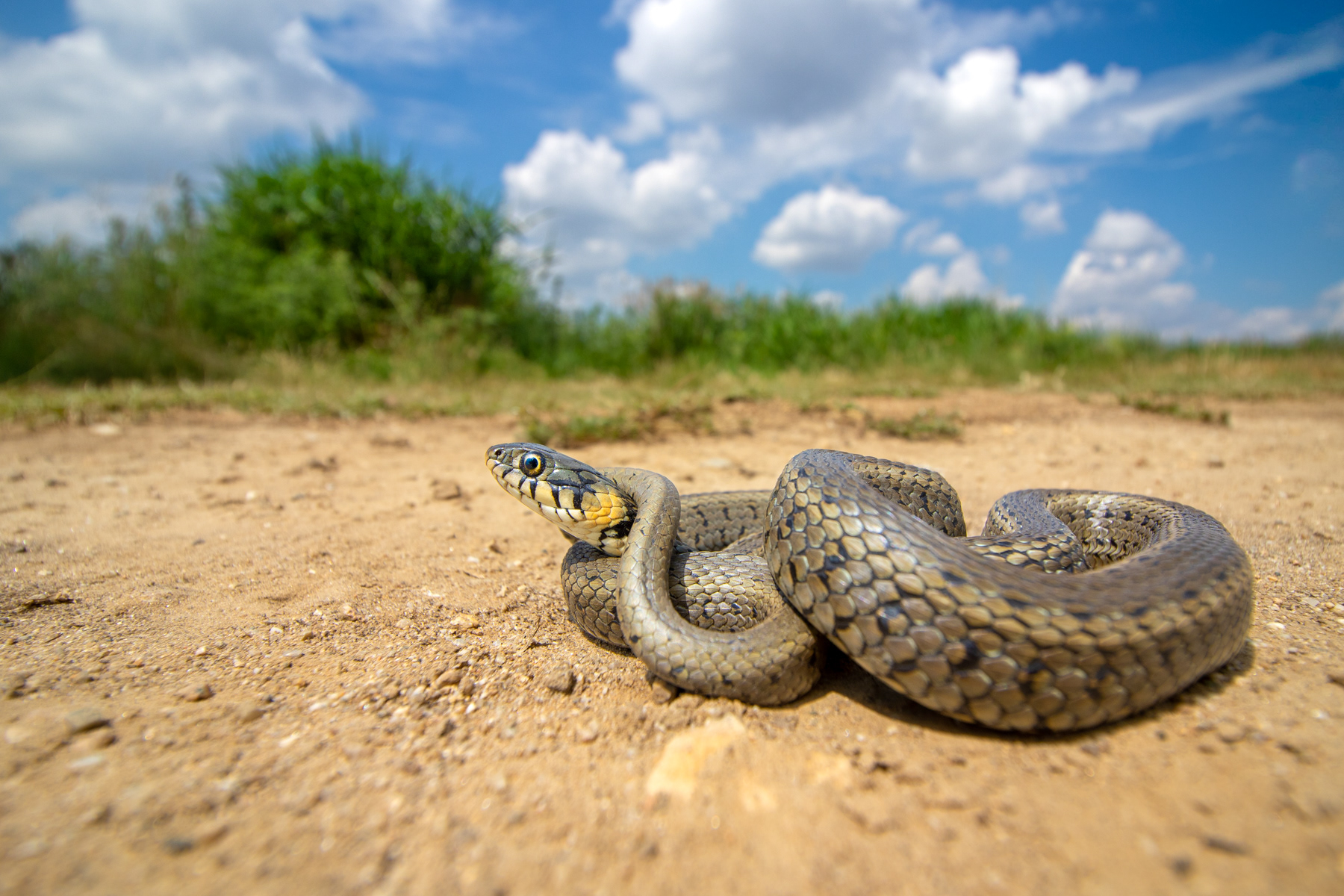Жълтоуха водна змия/ Grass snake