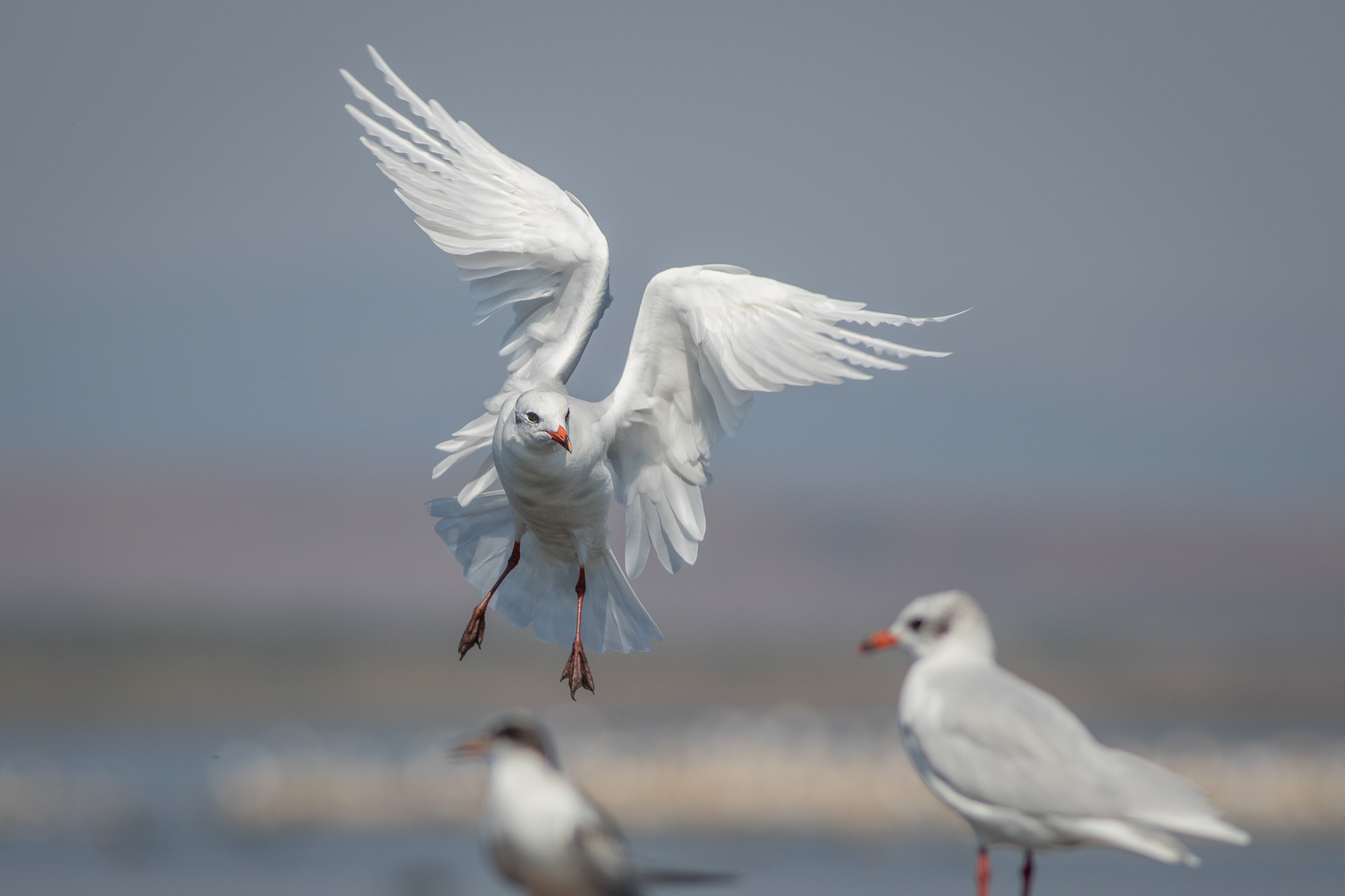 Малка черноглава чайка/ Mediterranean gull