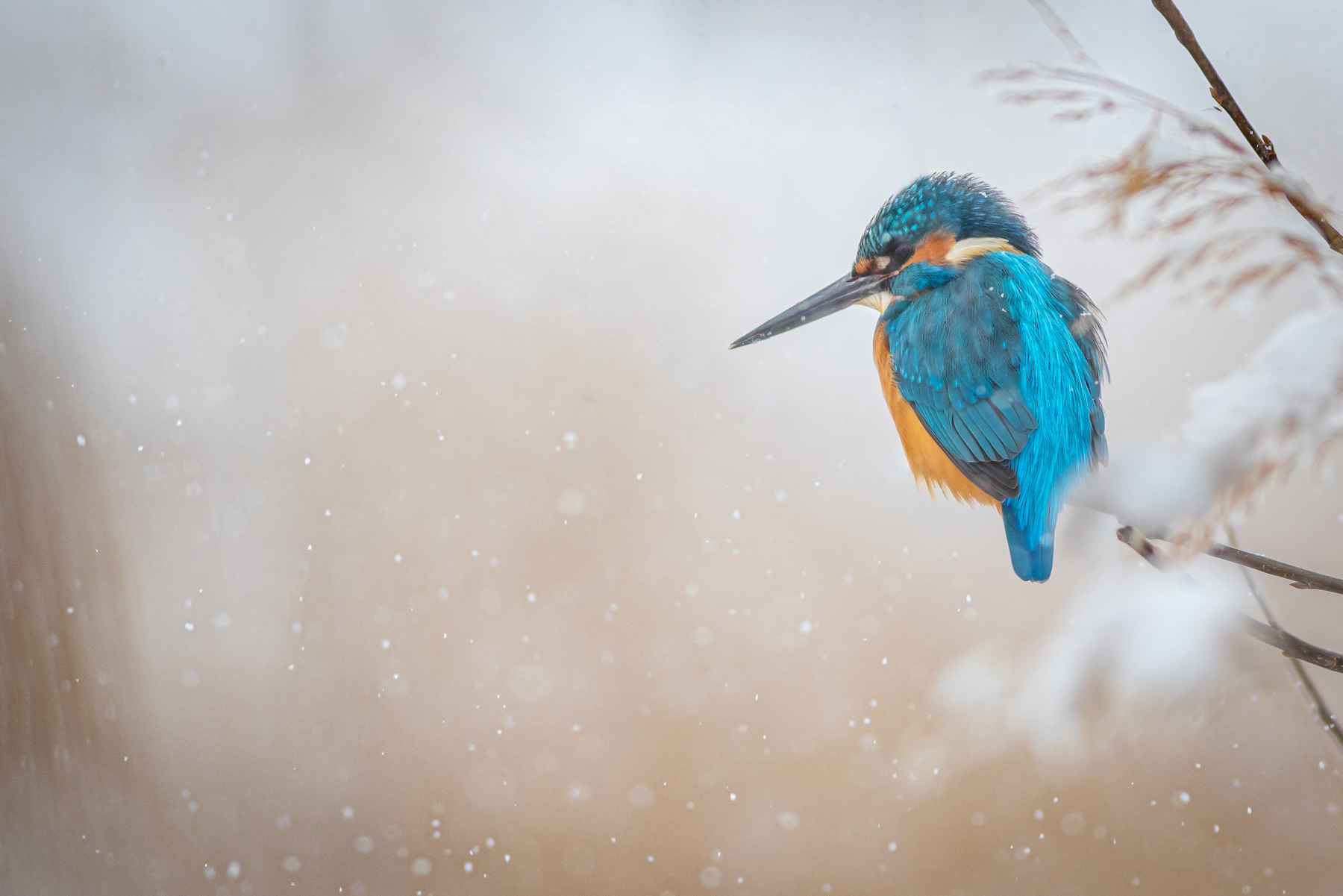 Земеродно рибарче/ Common kingfisher