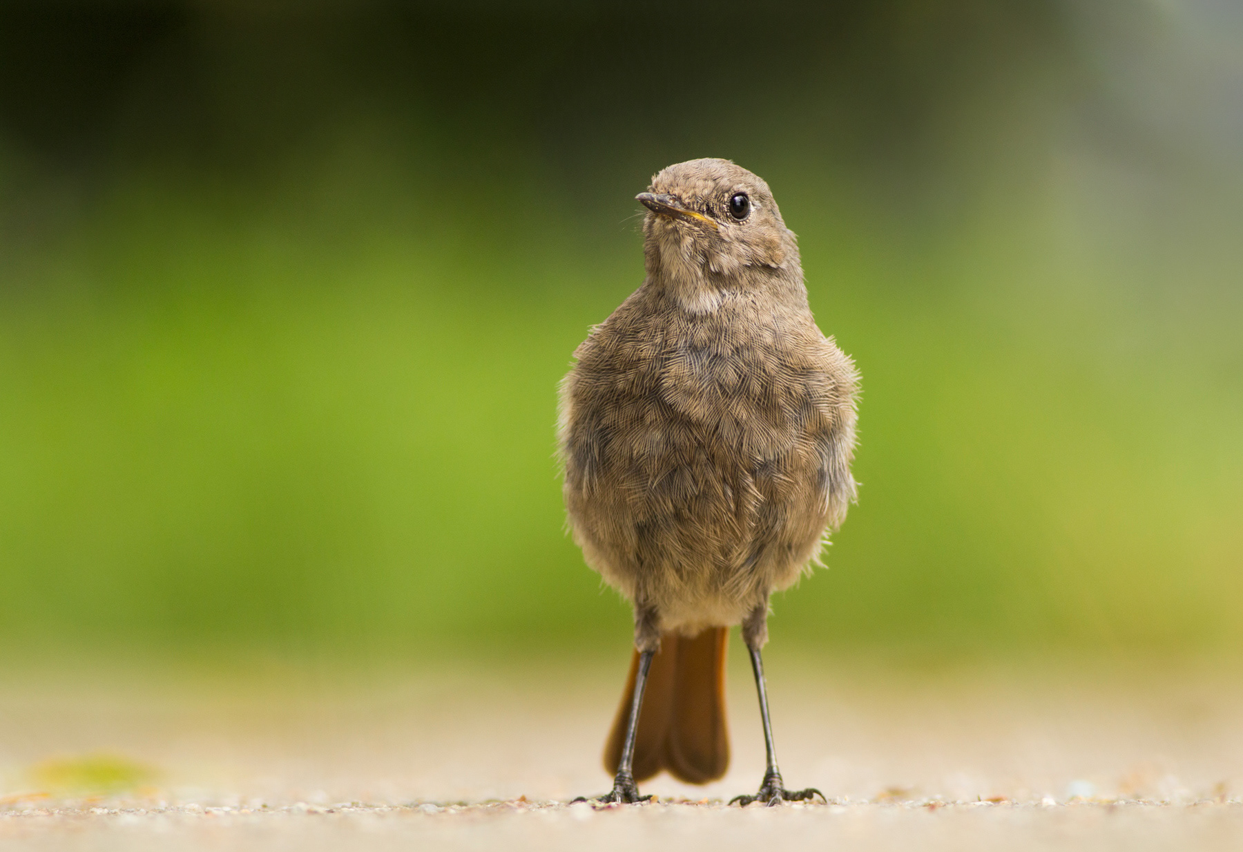 Домашна червеноопашка/ Black redstart