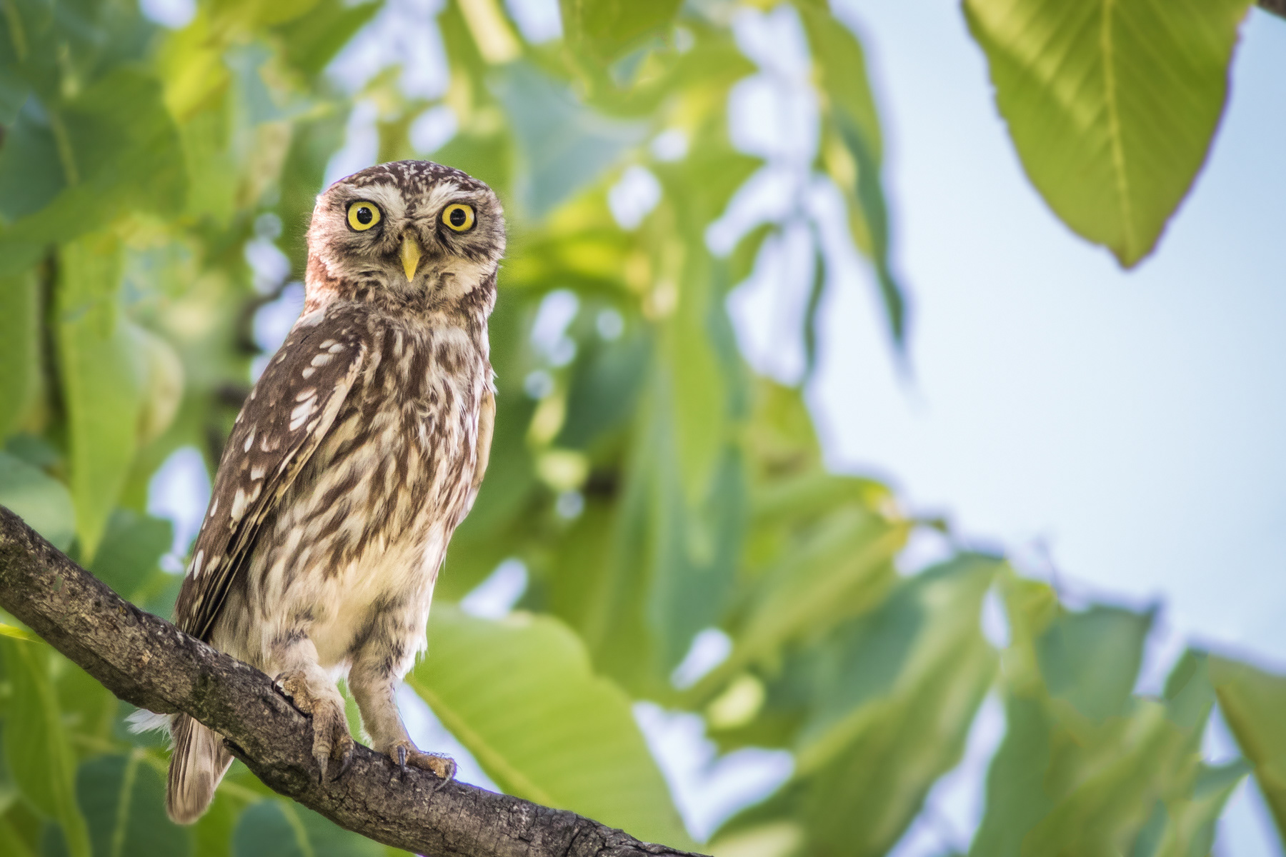 Домашна кукумявка/ Little owl