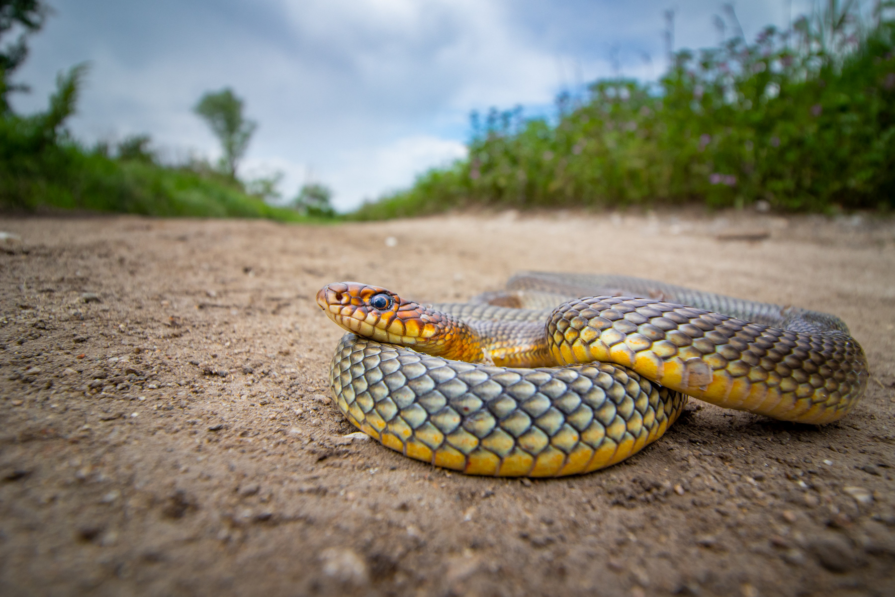 Голям стрелец/ Caspian Whip Snake