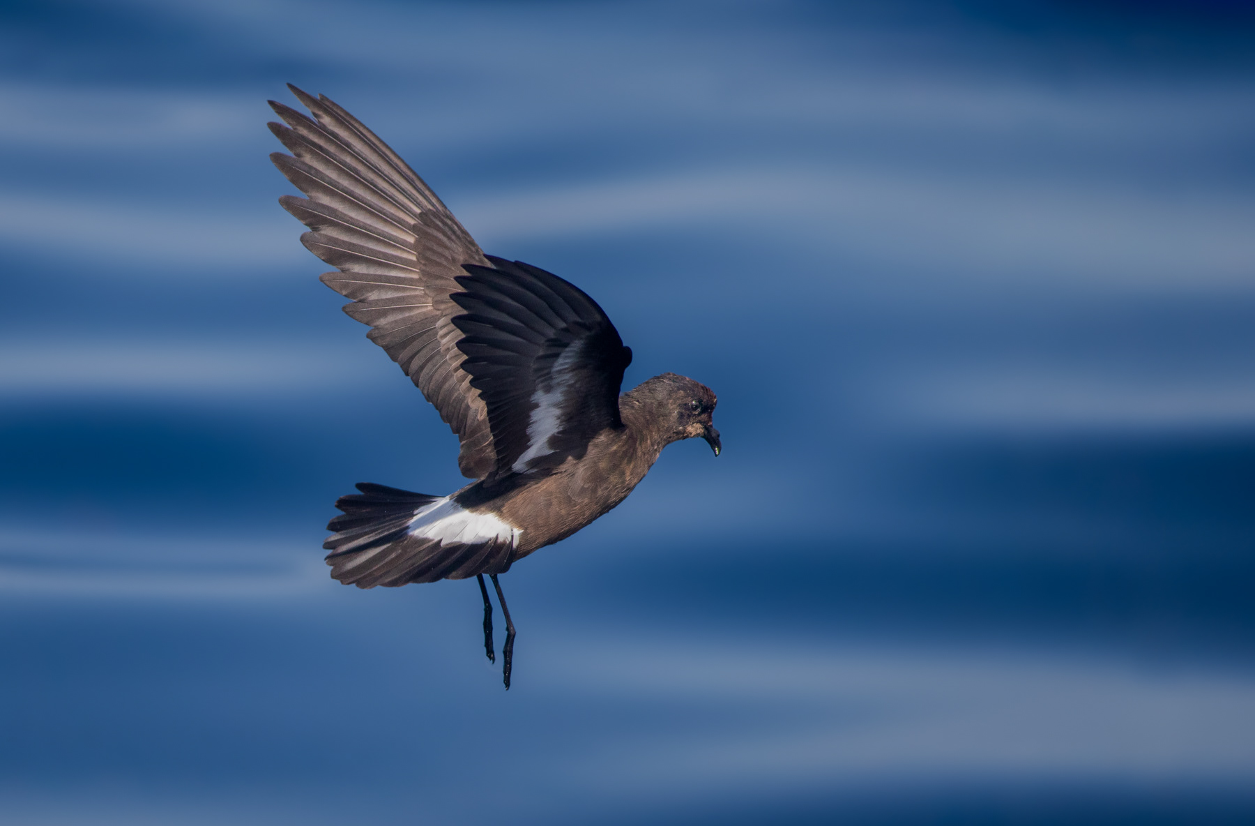 Обикновена вълнолюбка/ European storm petrel