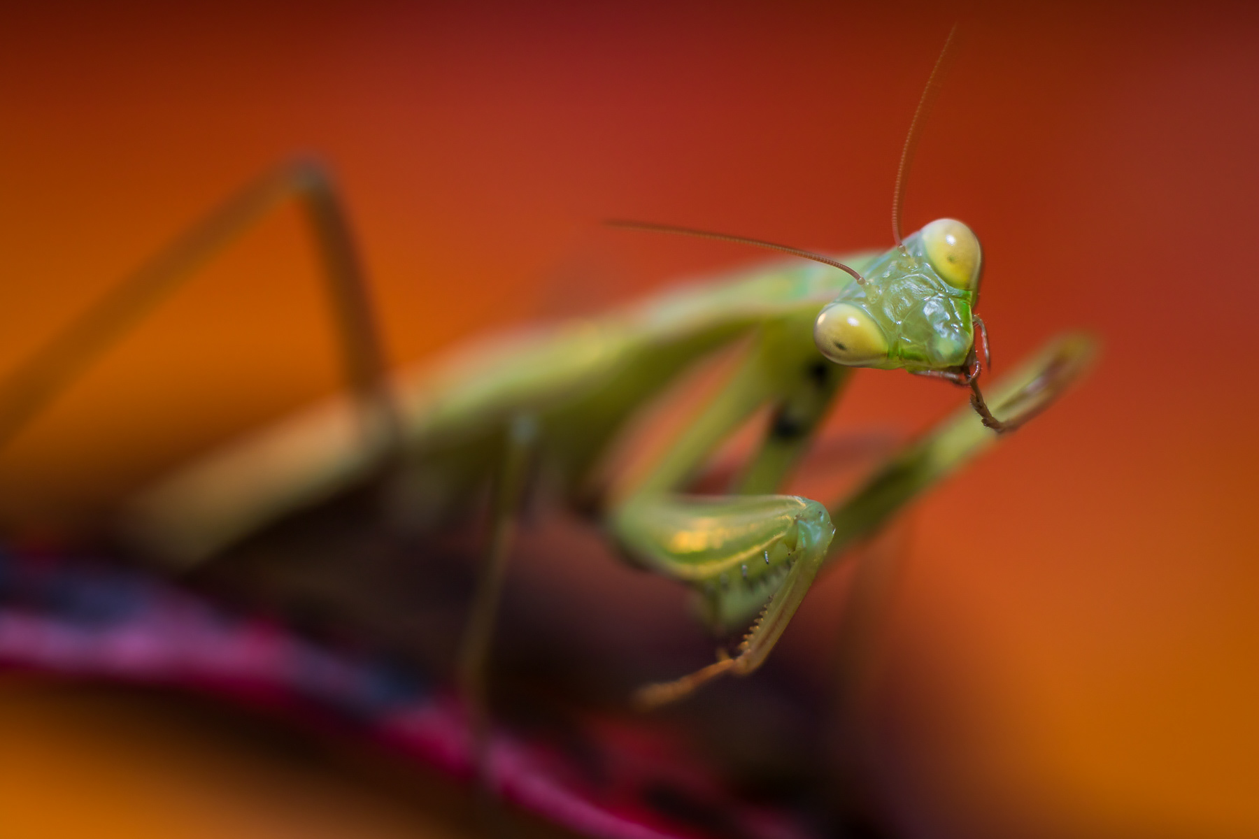 Европейска зелена богомолка/ Mantis religiosa