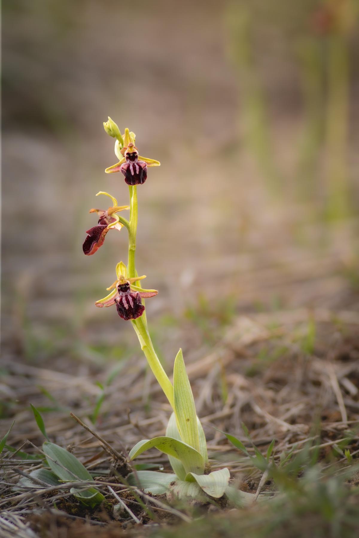 Паяковидна пчелица/ Ophrys mammosa