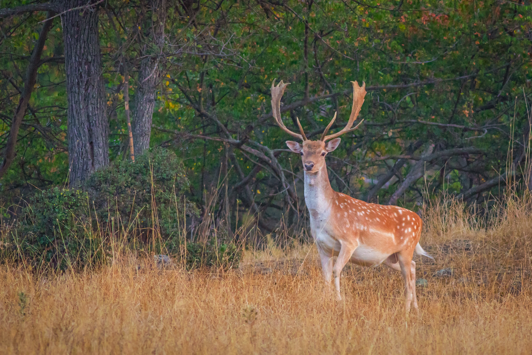 Елен лопатар/ European fallow deer