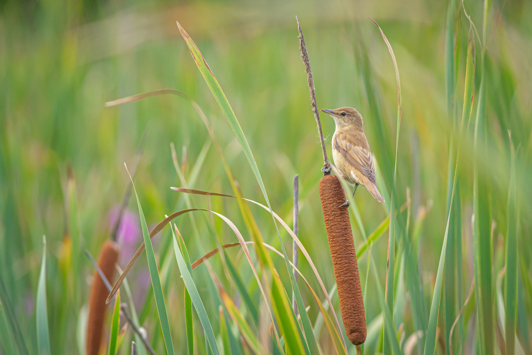 Тръстиково шаварче/ Great reed warbler