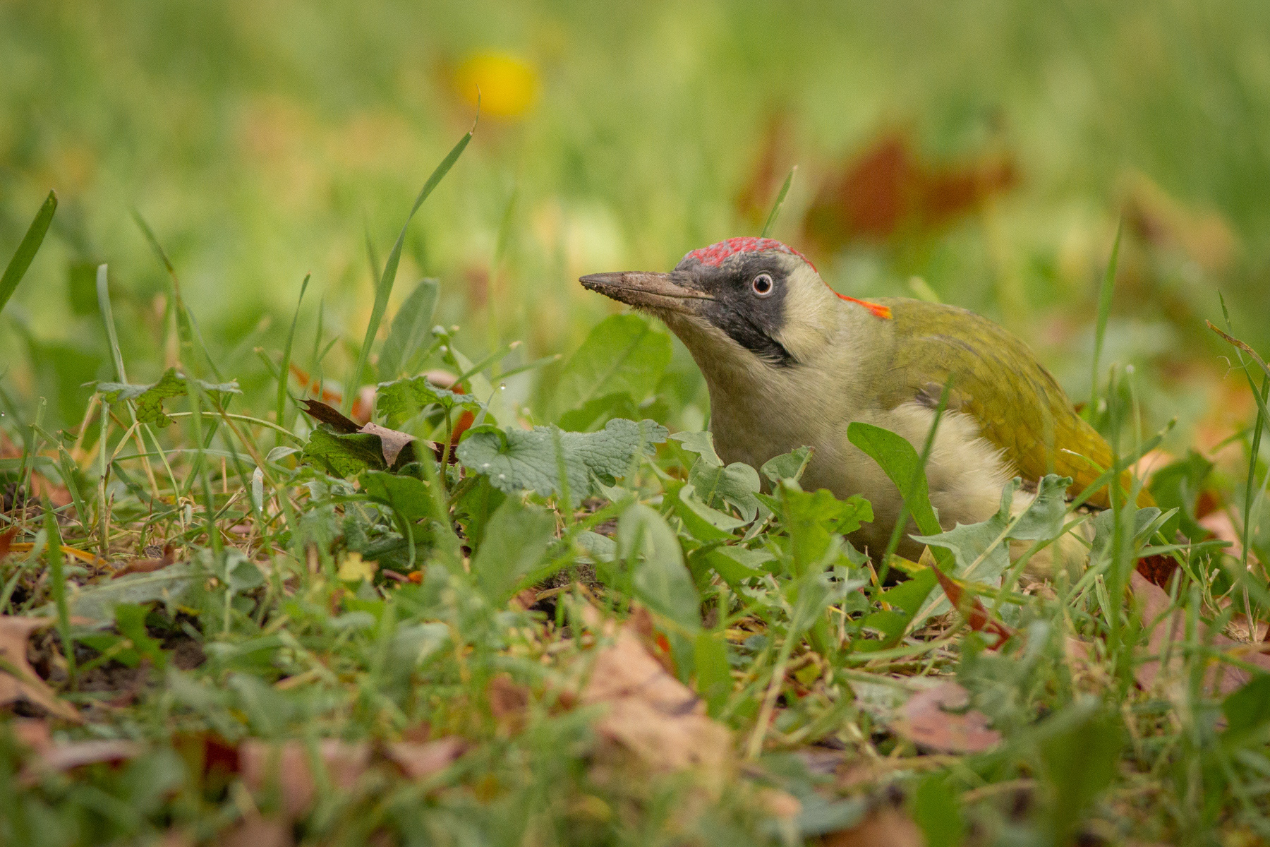 Зелен кълвач/ European green woodpecker