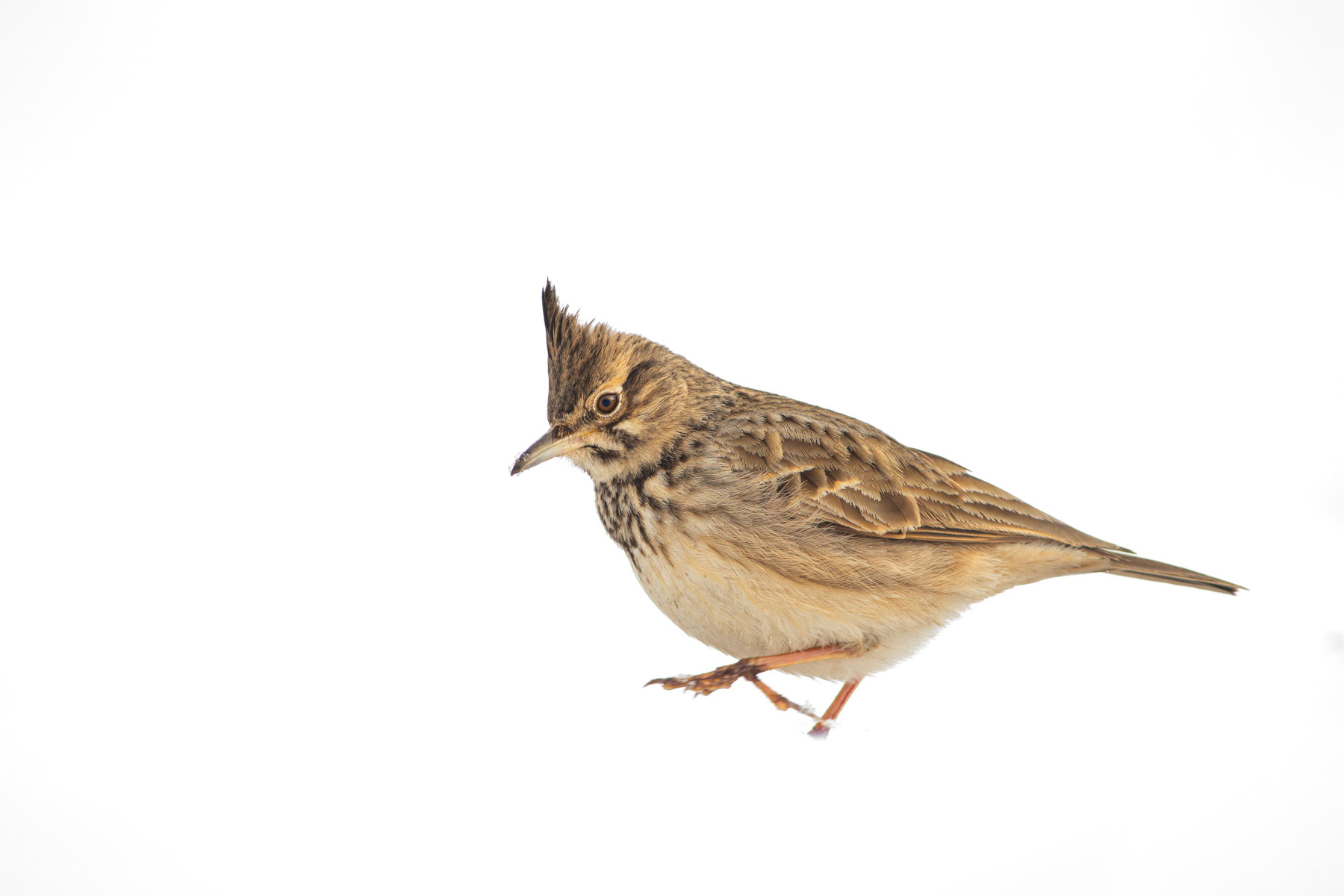 Качулата чучулига/ Crested lark