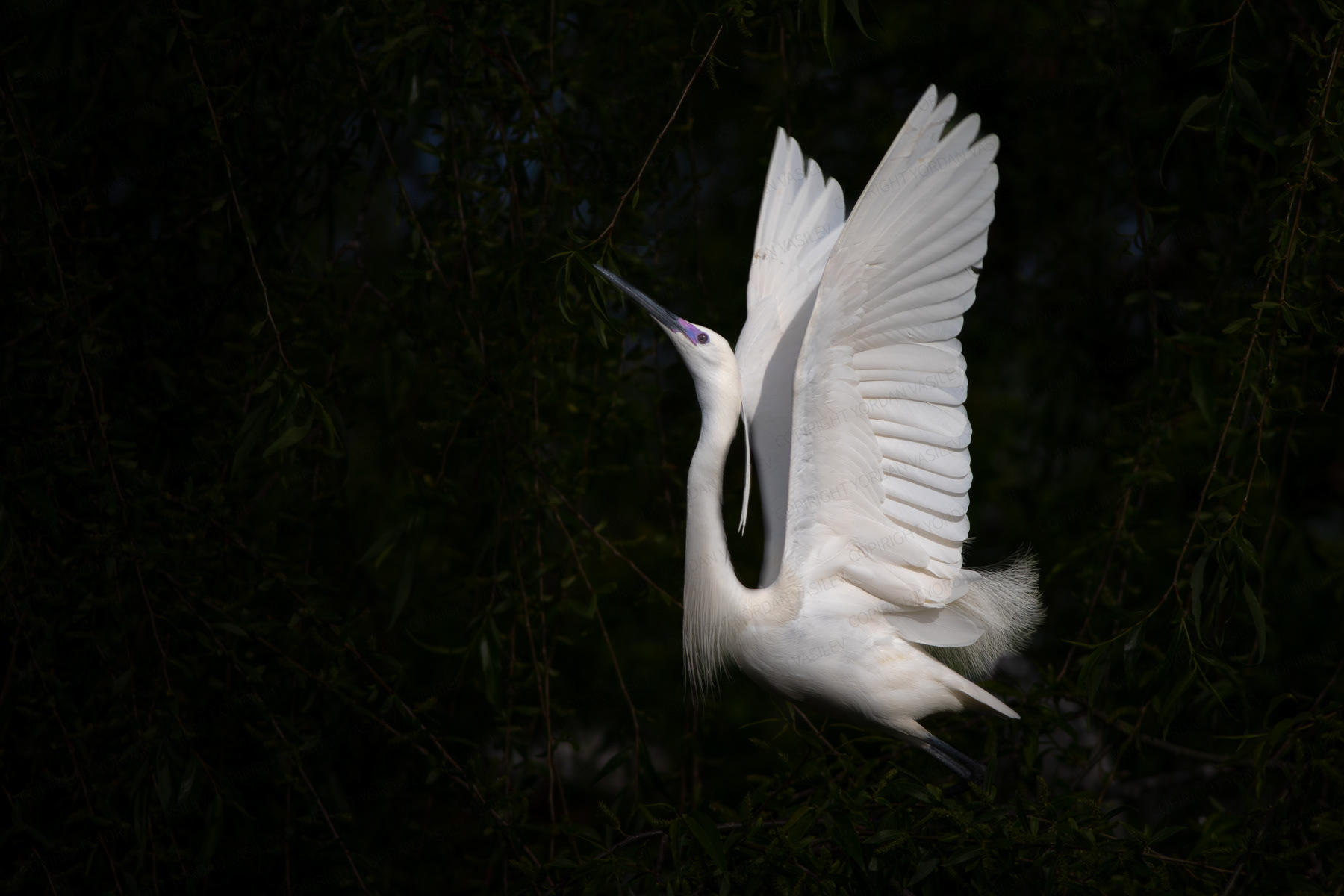 Малка бяла чапла/ Little egret