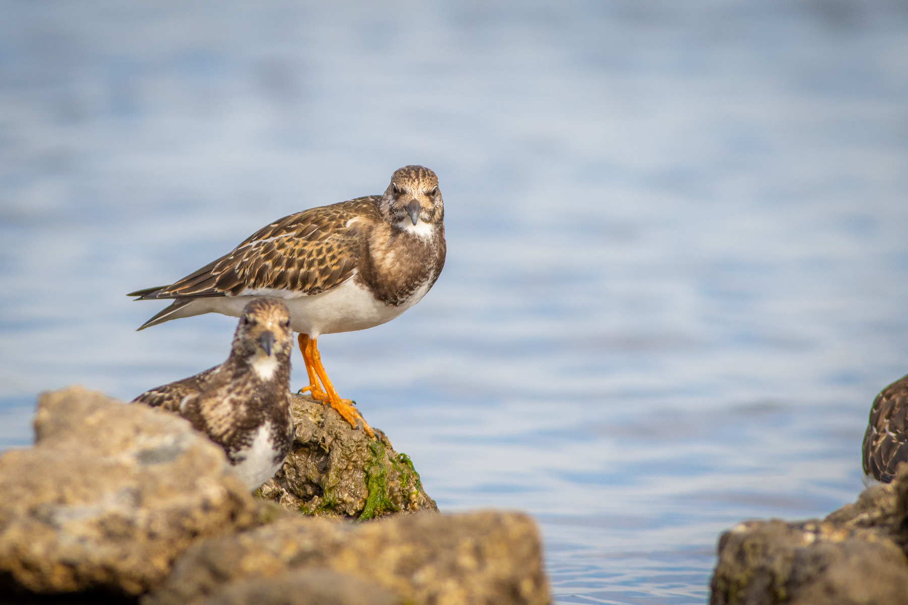 Камъкообръщач/ Ruddy turnstone