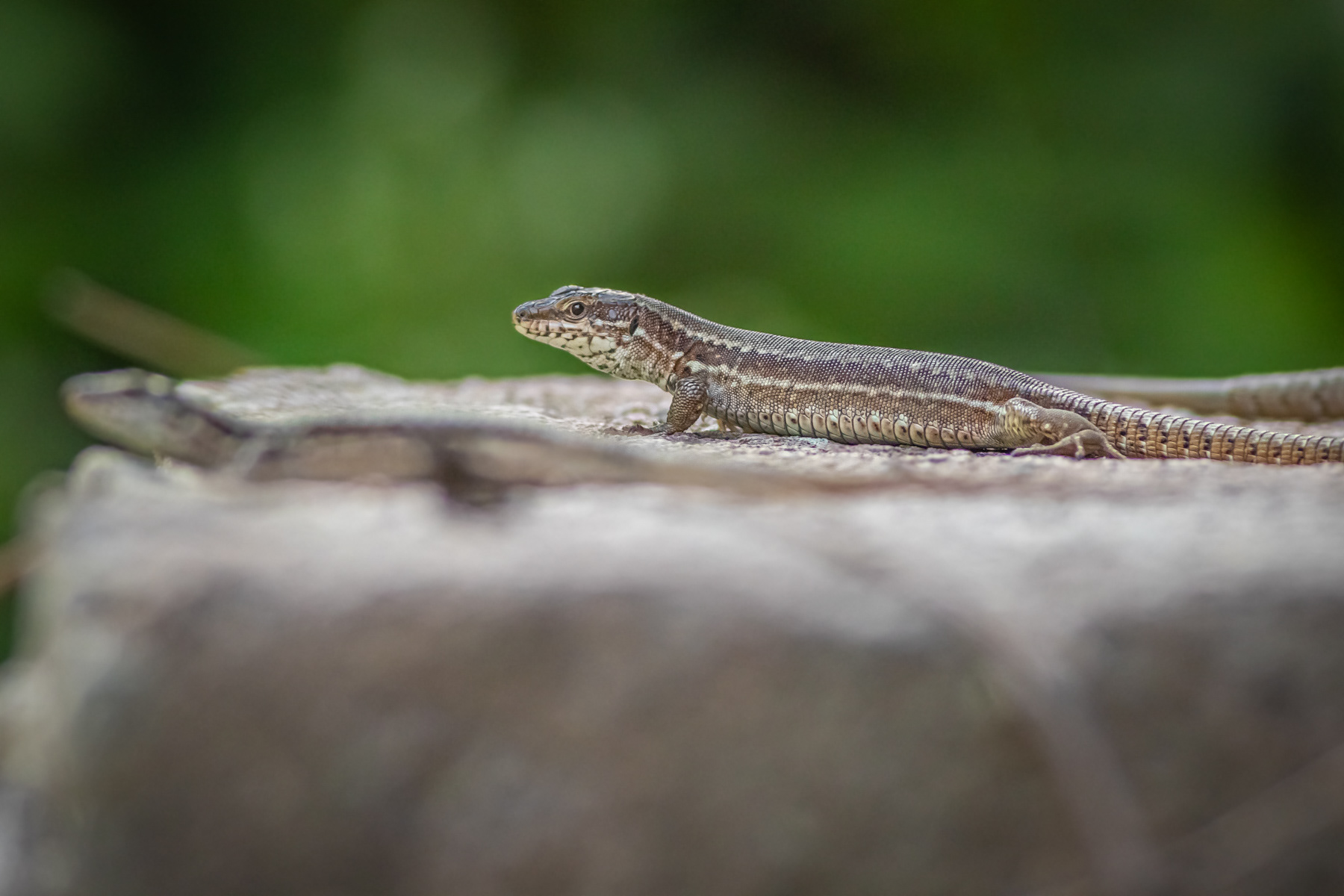 Стенен гущер/ Common wall lizard