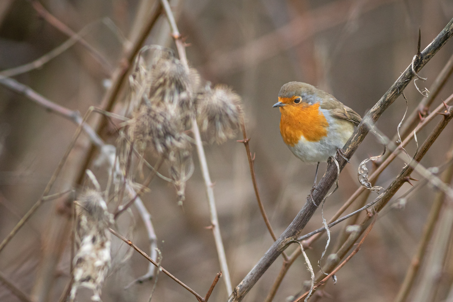 Червеногушка/ European robin