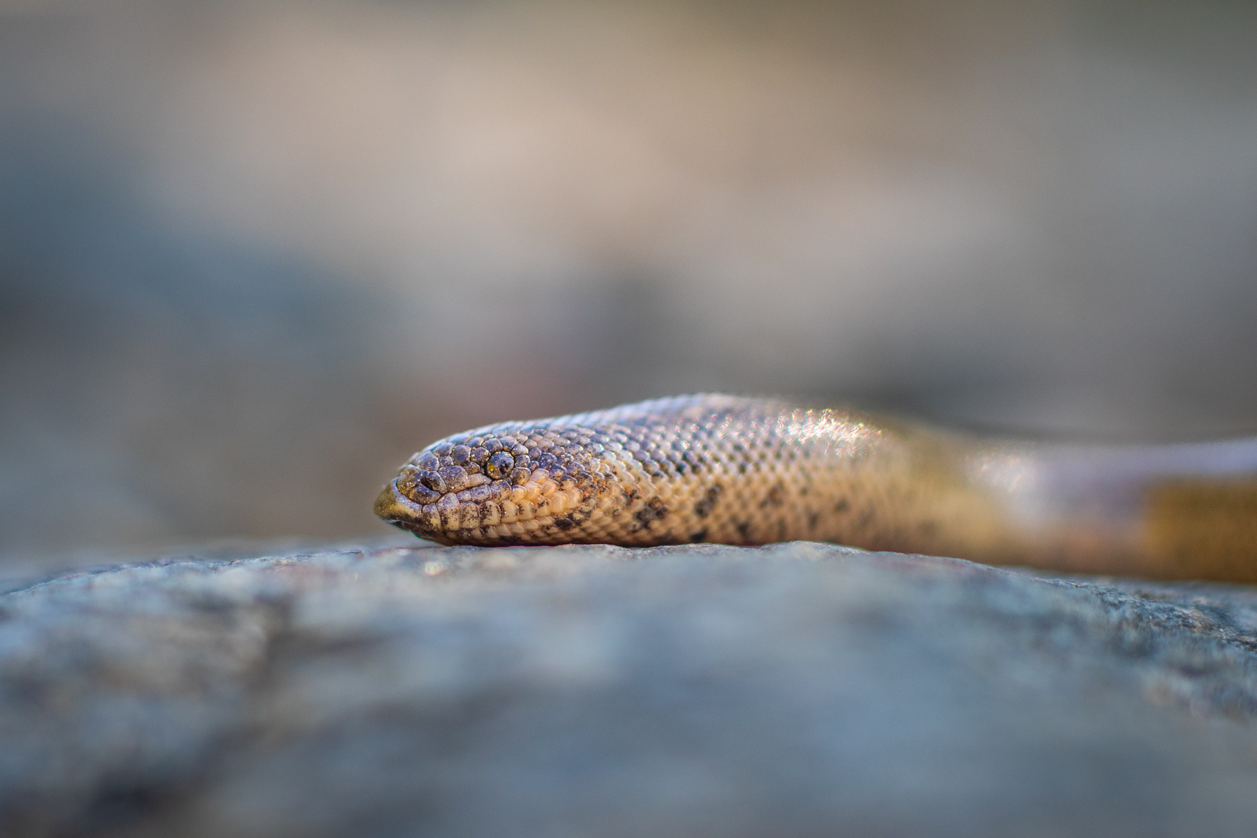 Пясъчна боа/ Javelin Sand Boa