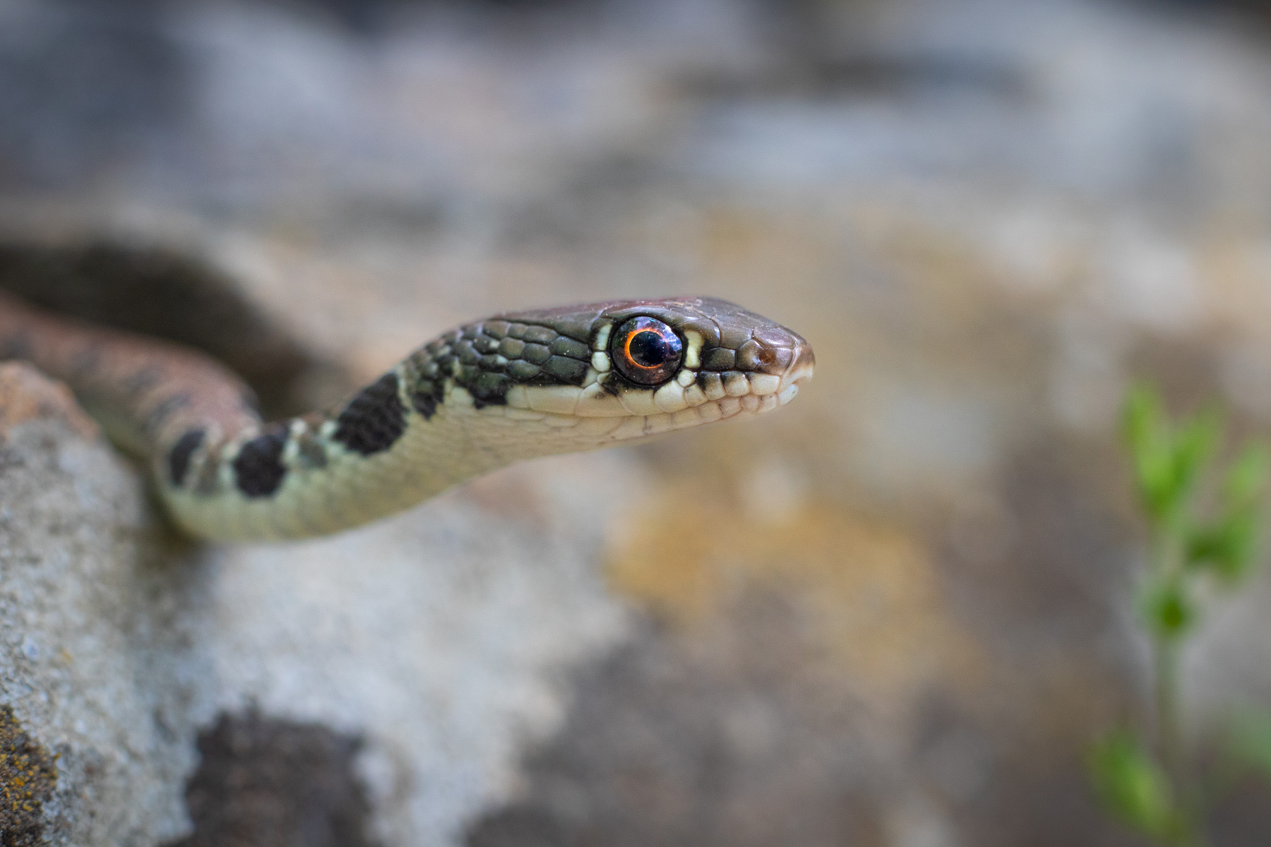 Обикновена стрелушка/ Dahl's whip snake