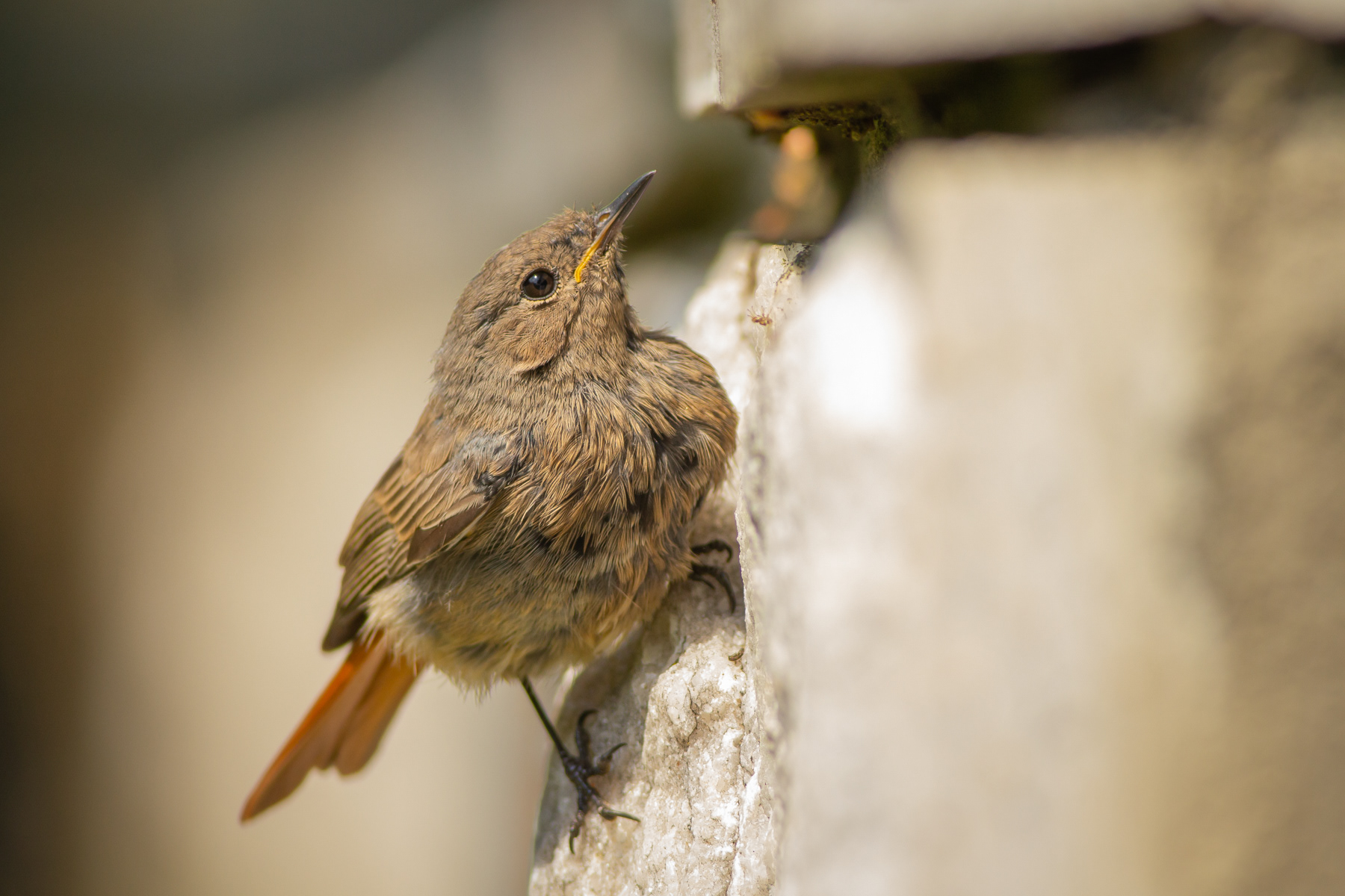 Домашна червеноопашка/ Black redstart
