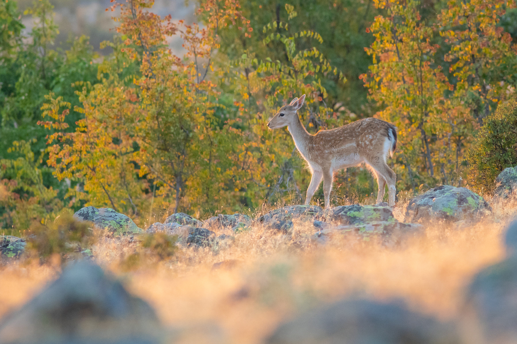 Елен лопатар/ European fallow deer