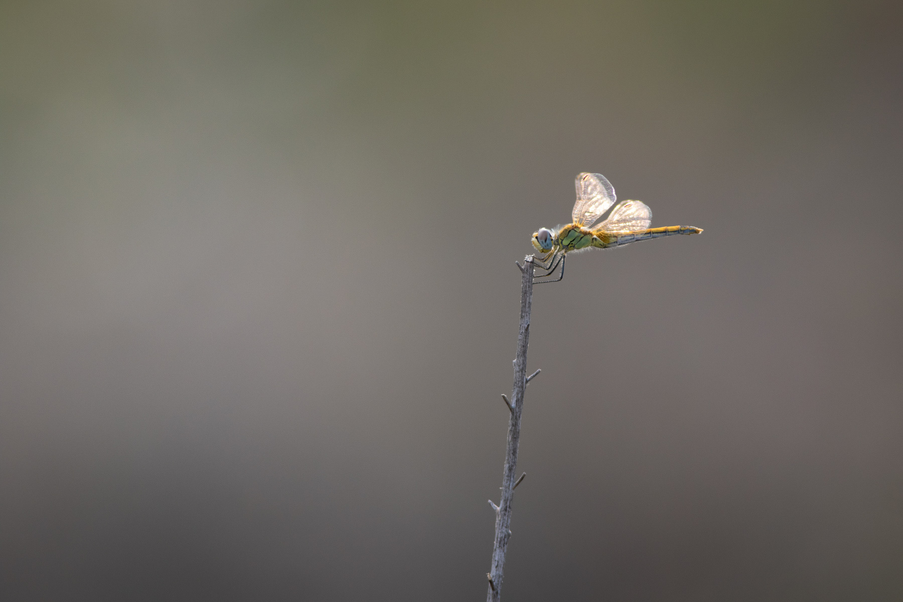 Sympetrum fonscolombii