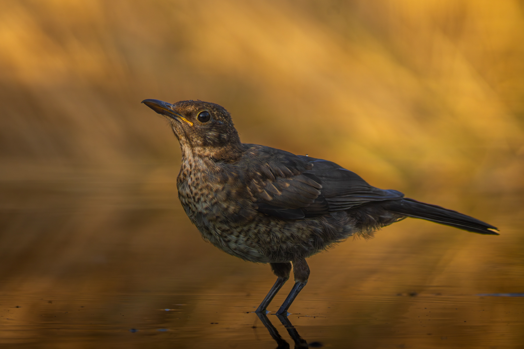Кос/ Common blackbird