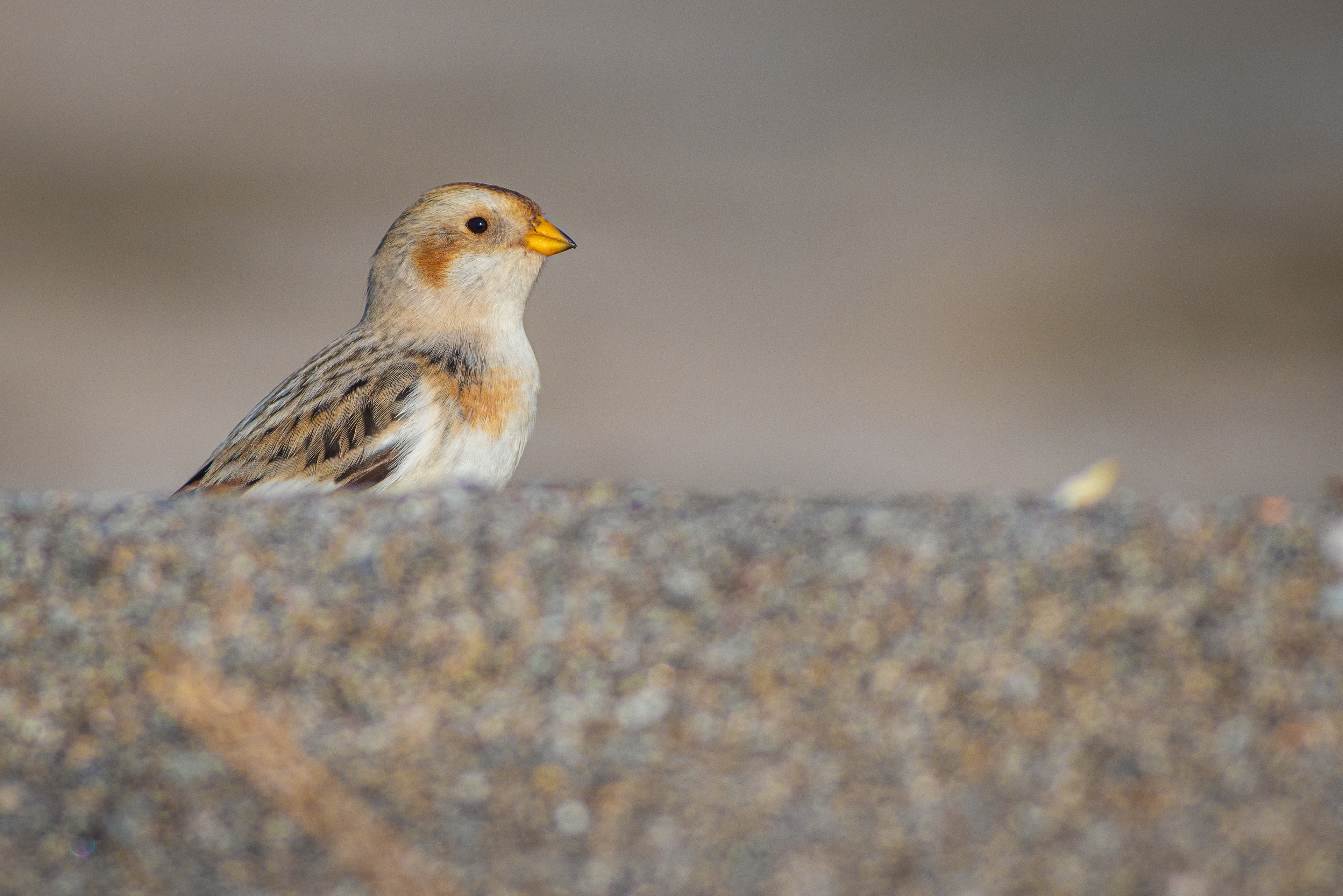Снежна овесарка/ Snow bunting