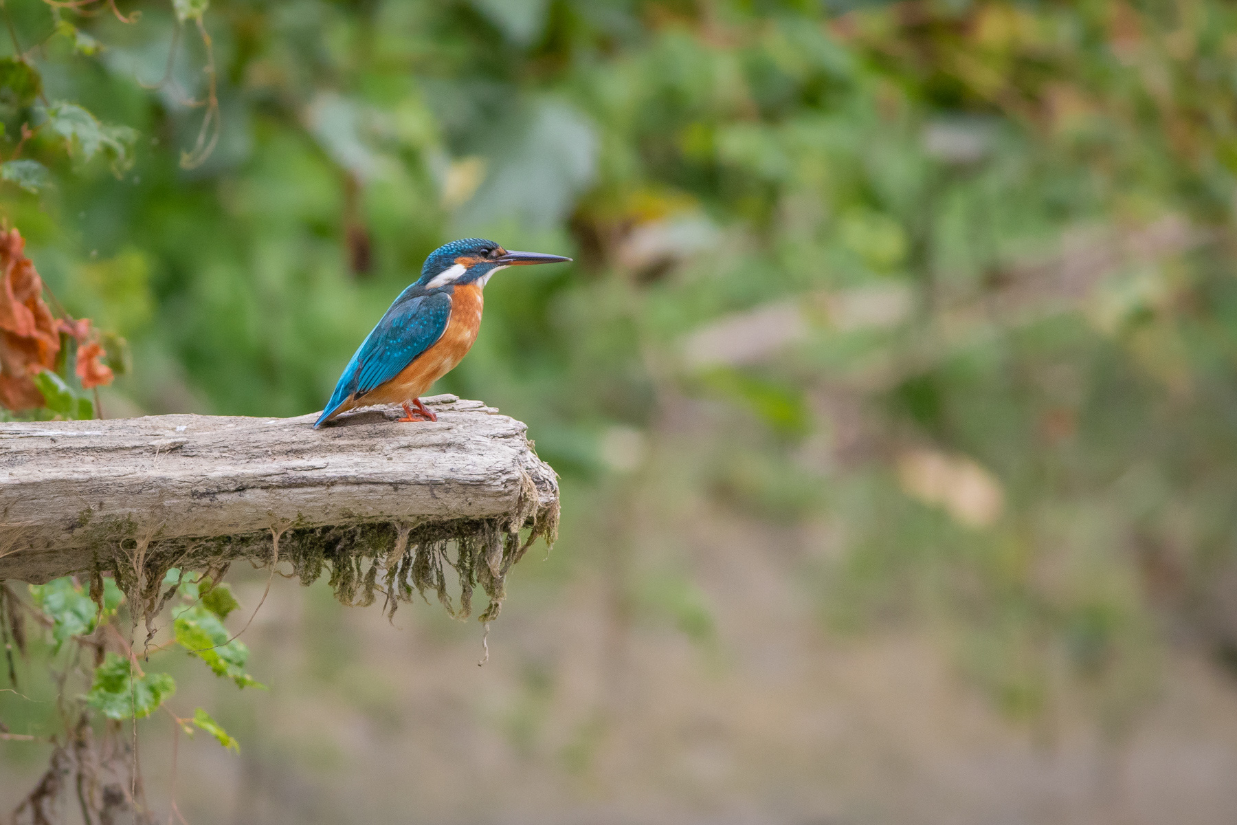 Земеродно рибарче/ Common kingfisher
