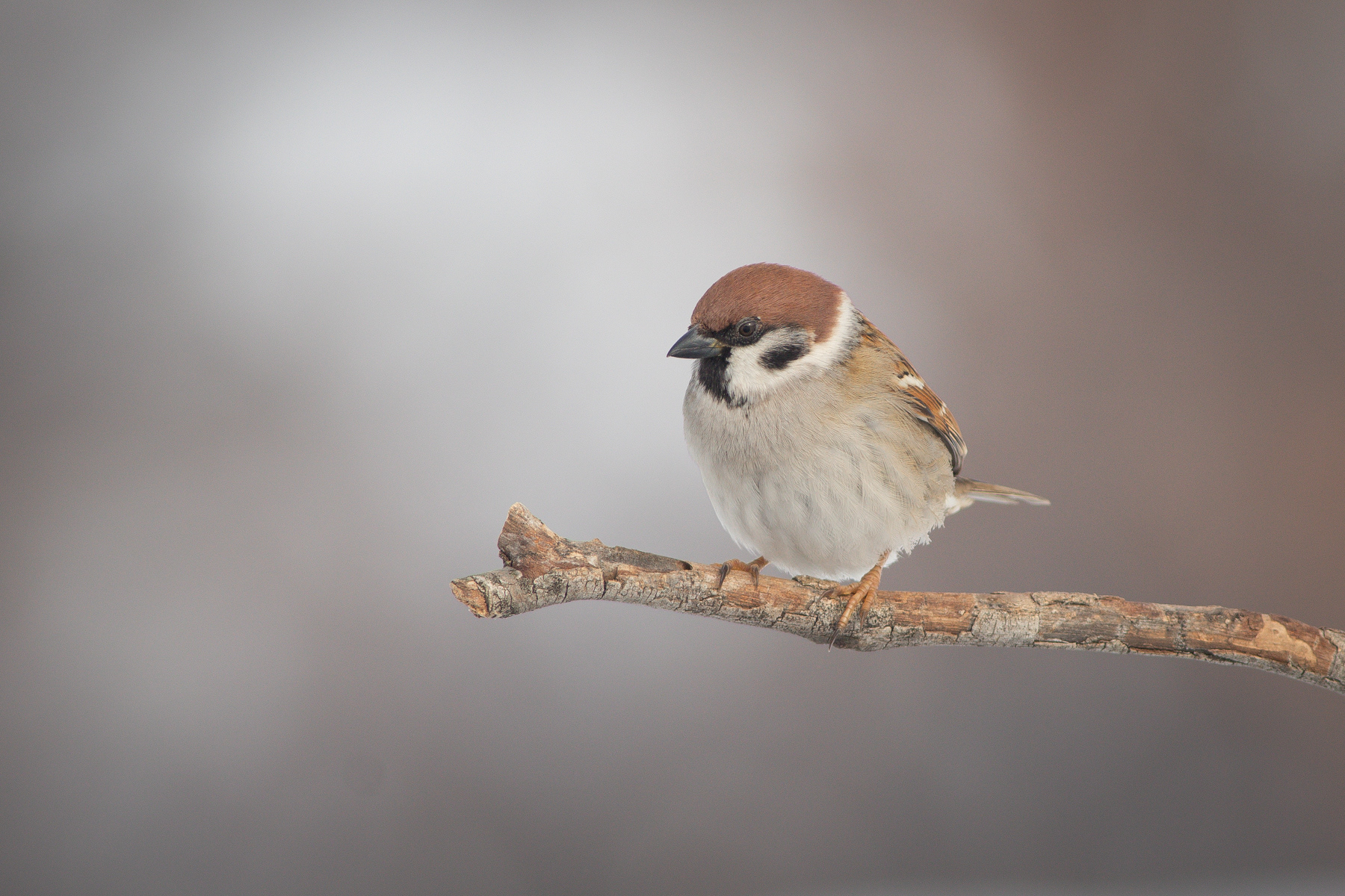 Полско врабче/ Eurasian tree sparrow