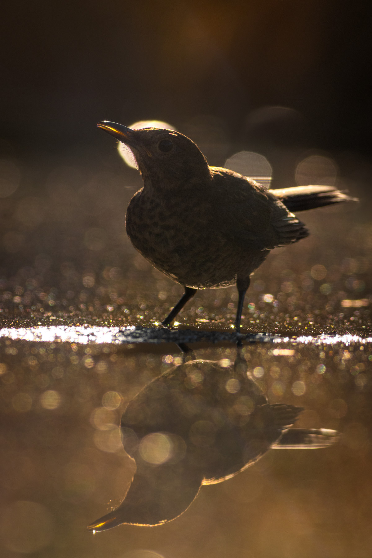 Кос/ Common blackbird