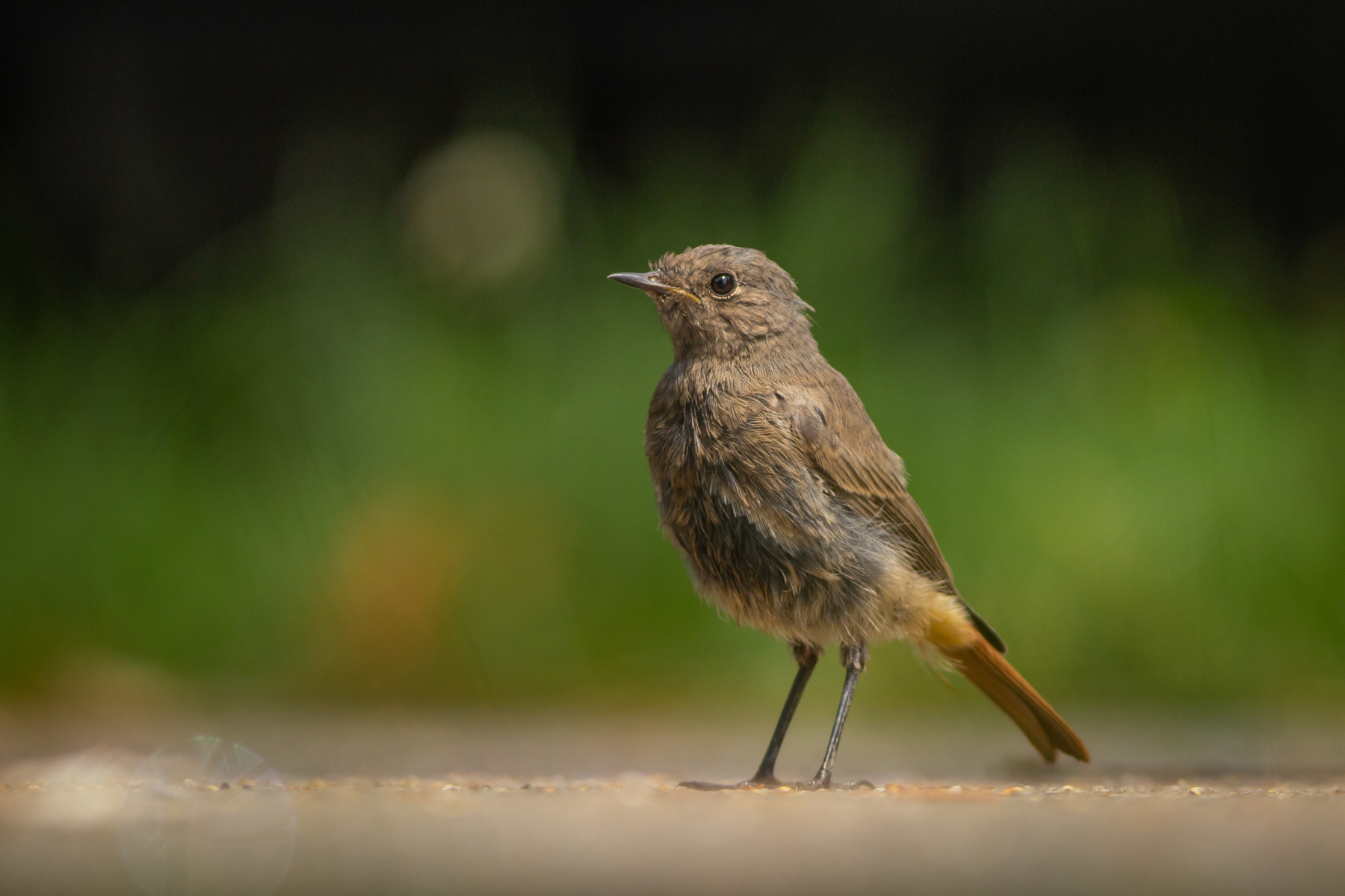 Домашна червеноопашка/ Black redstart