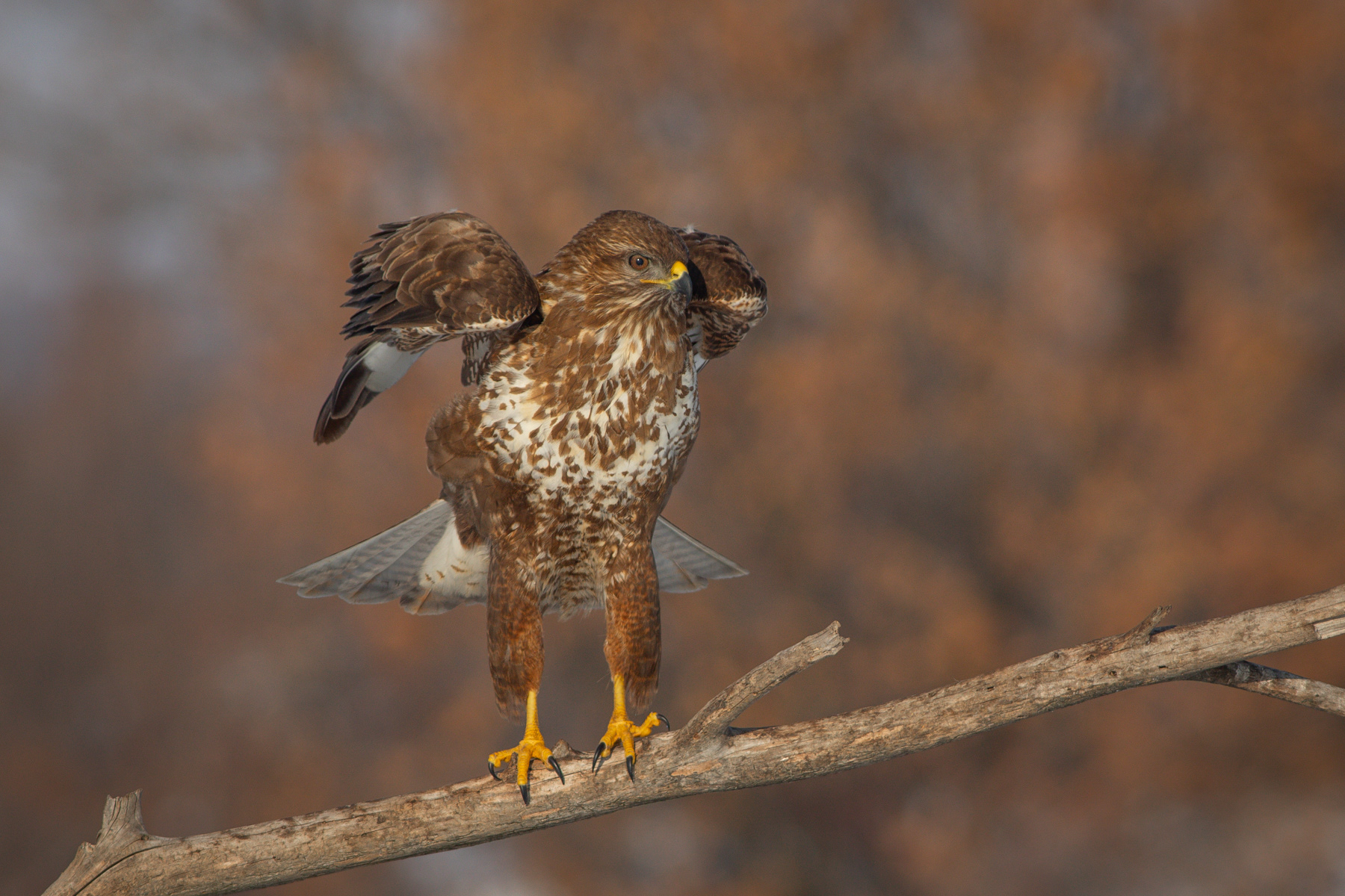 Обикновен мишелов/ Common buzzard
