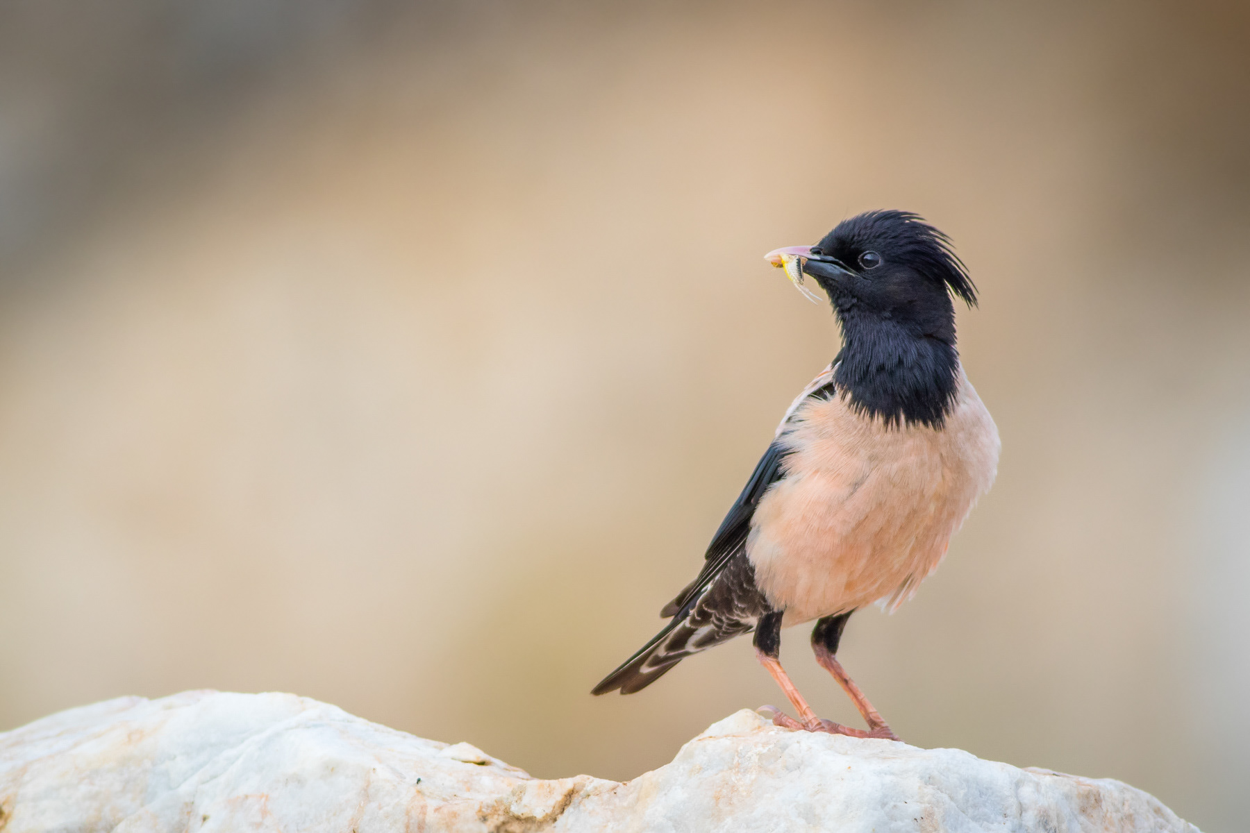 Розов скорeц/ Rose starling