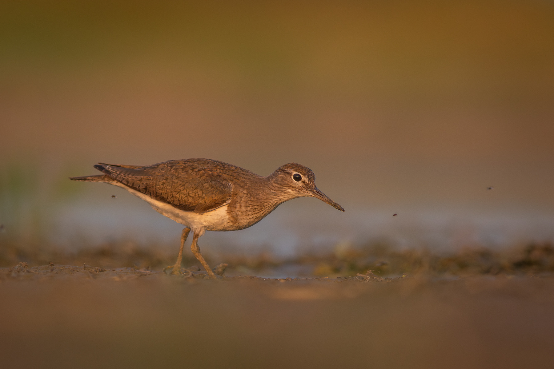 Късокрил кюкавец/ Common sandpiper