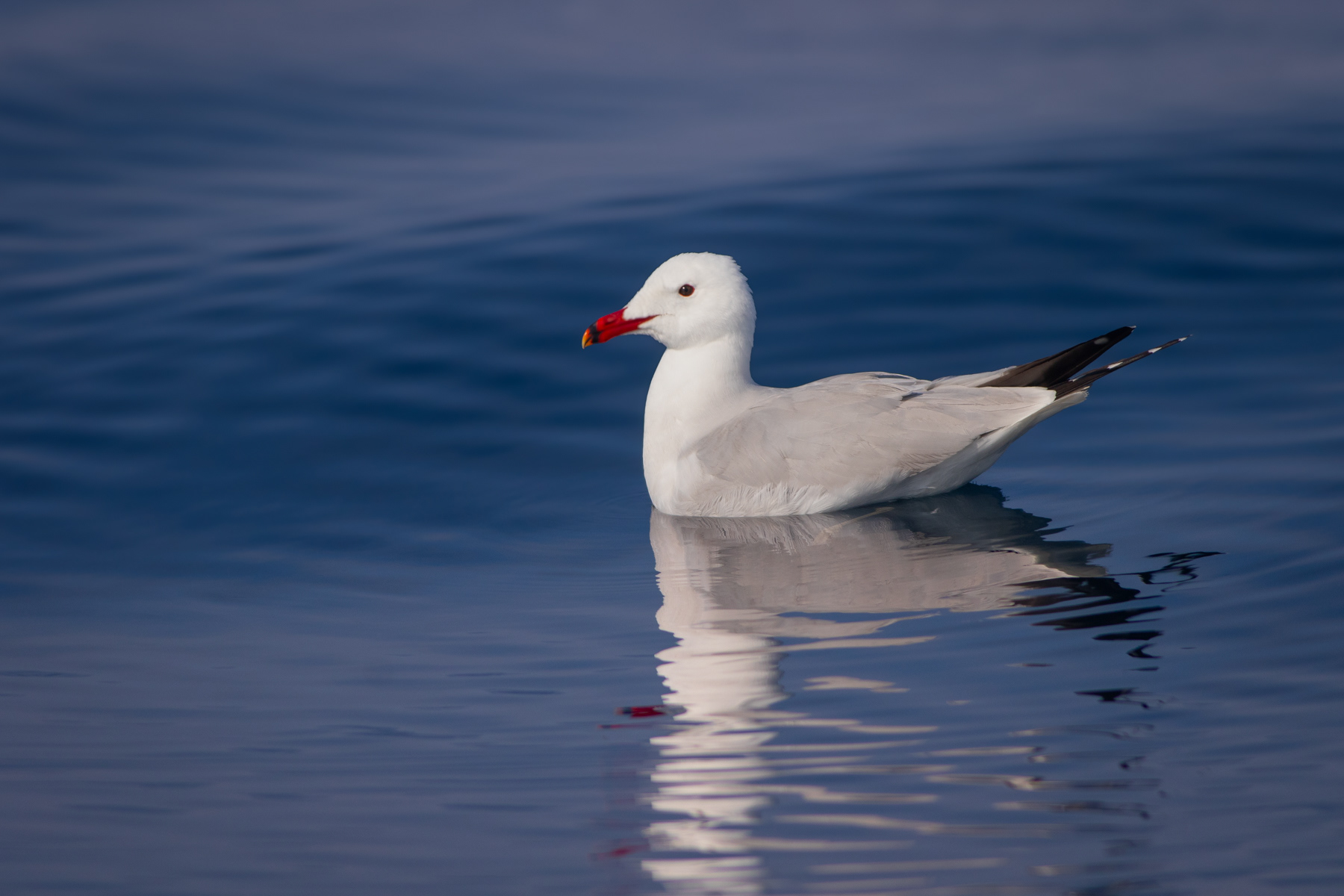 Средиземноморска чайка/ Audouin's gull