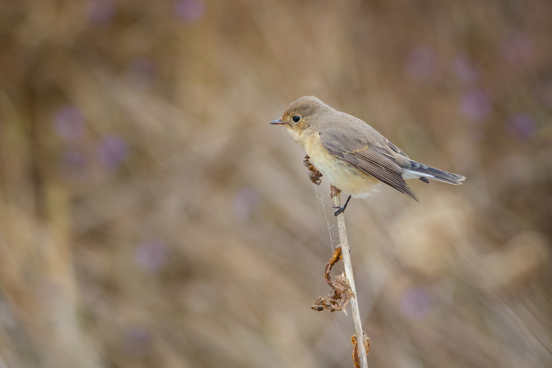 Червеногуша мухоловка/ Red-breasted flycatcher