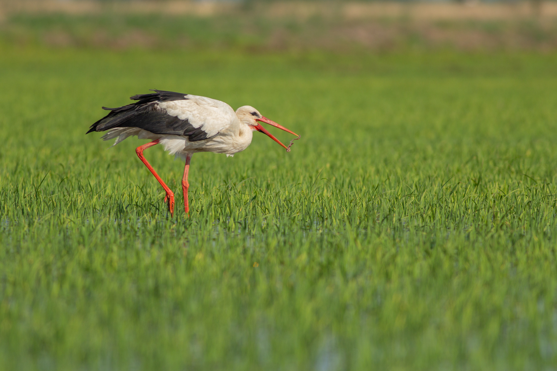 Бял щъркел/ White stork