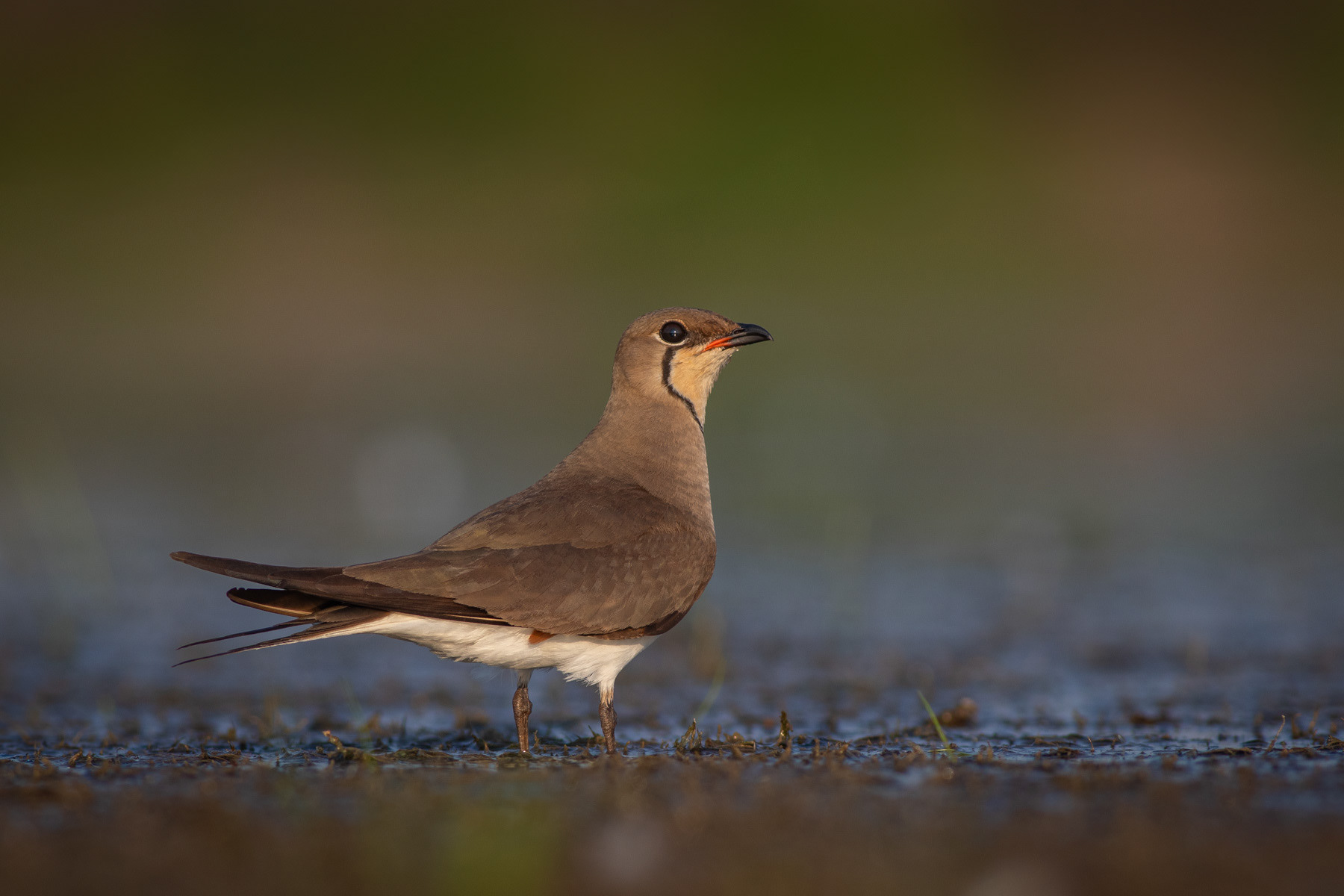 Кафявокрил огърличник/ Collared pratincole