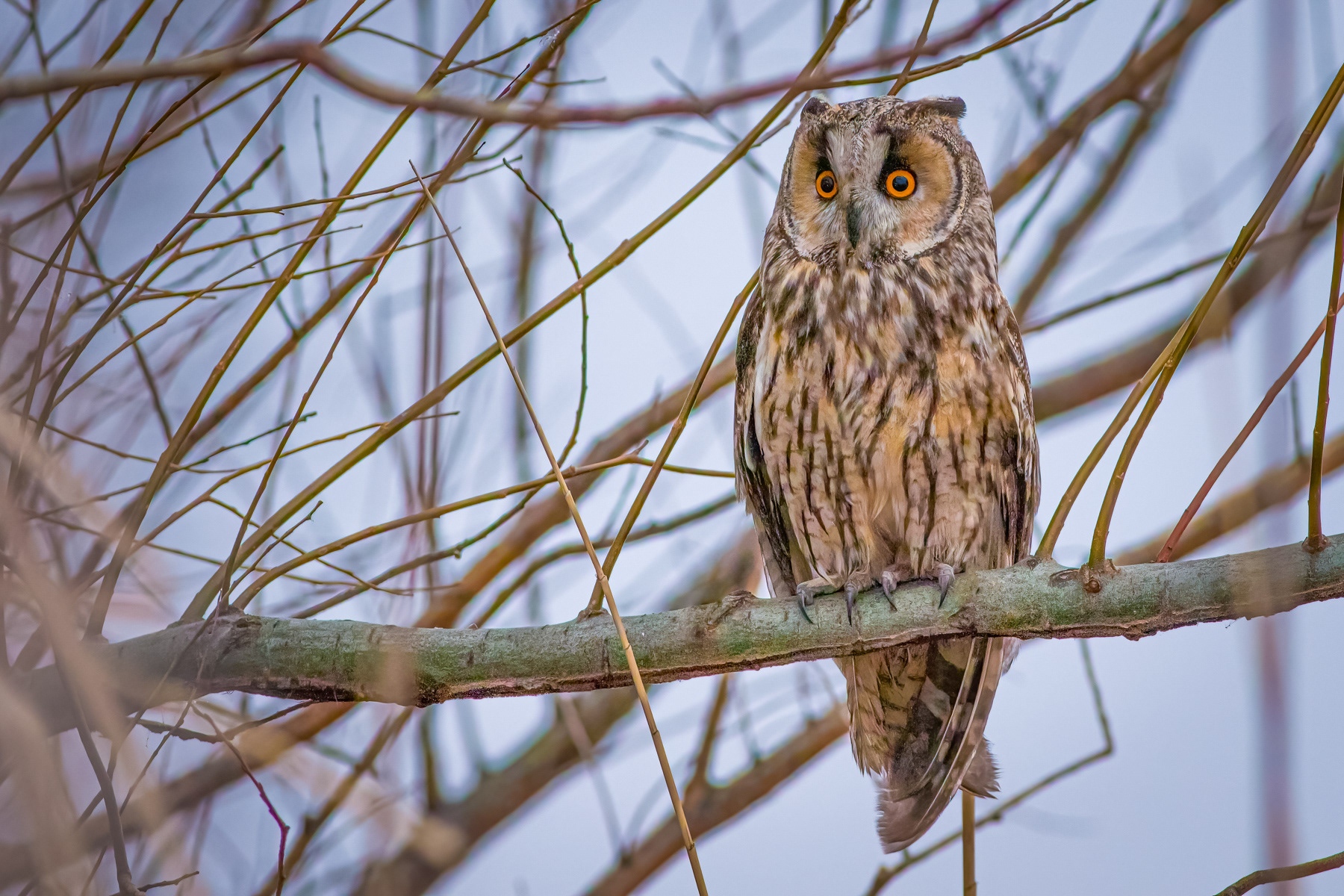 Ушата сова/ Long-eared owl