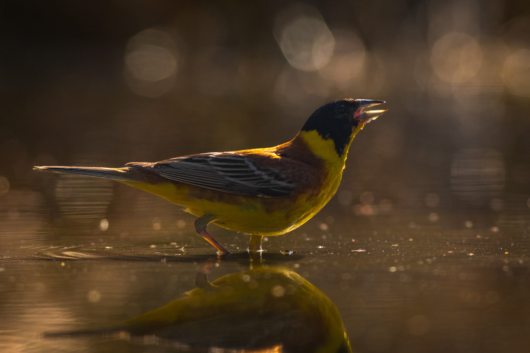 Черноглава овесарка/ Black-headed bunting
