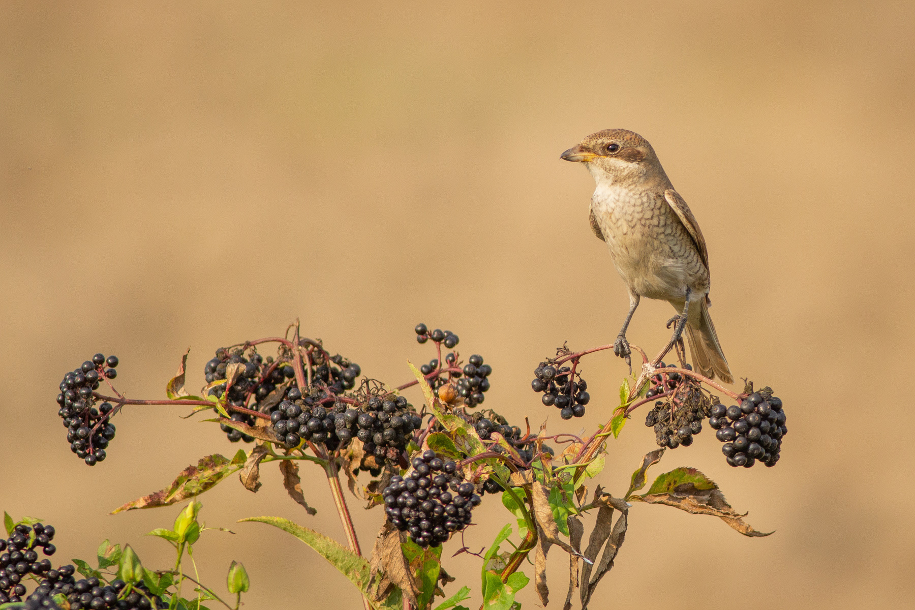 Червеногърба сврачка/ Red-backed shrike