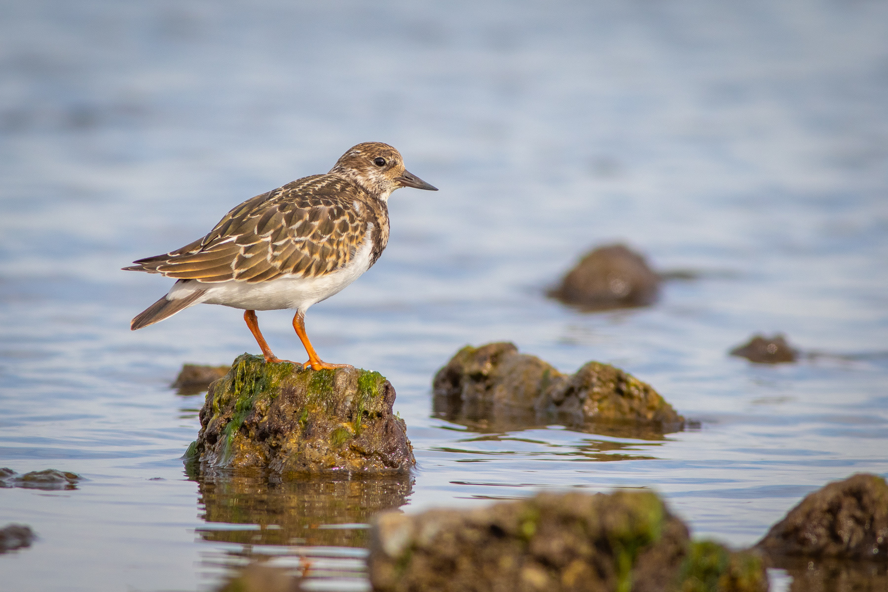 Камъкообръщач/ Ruddy turnstone