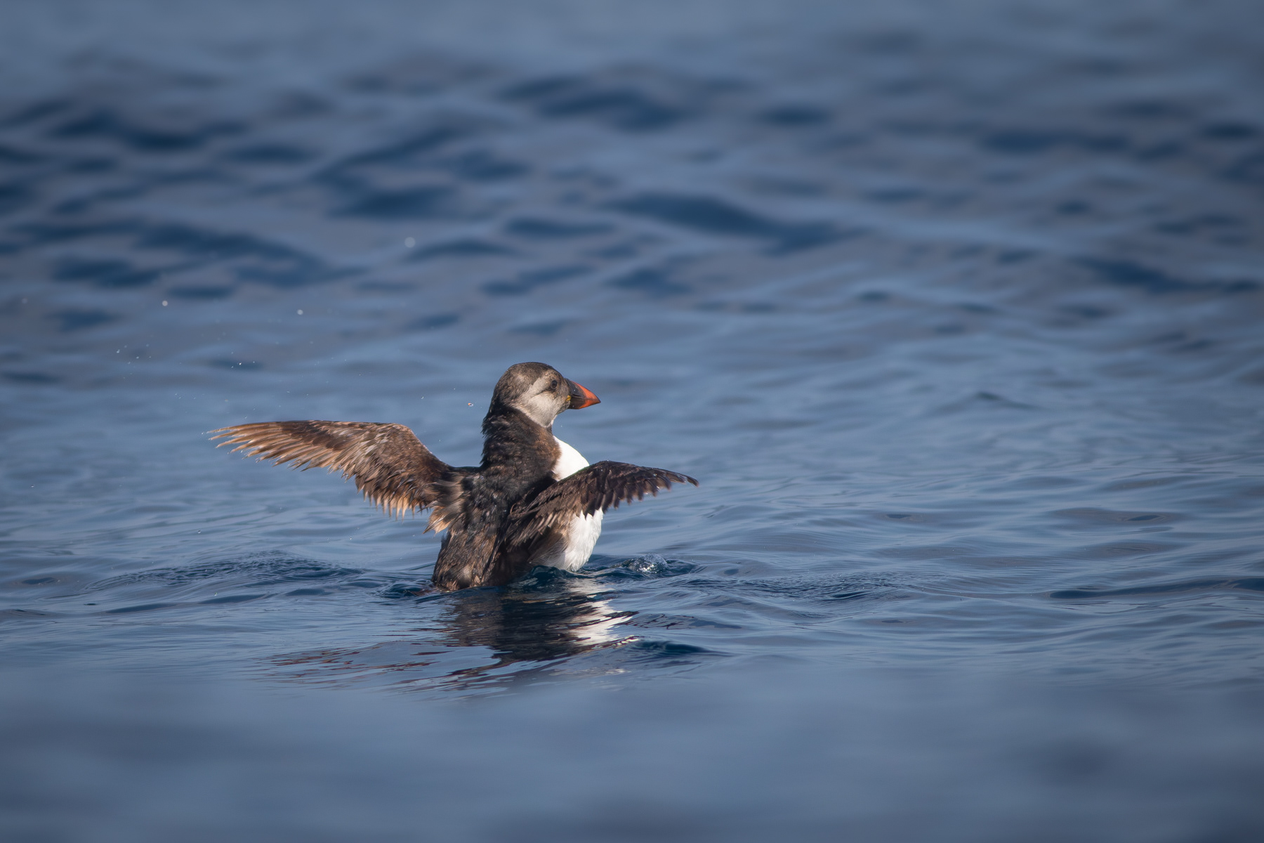 Тъпоклюна кайра/ Puffin