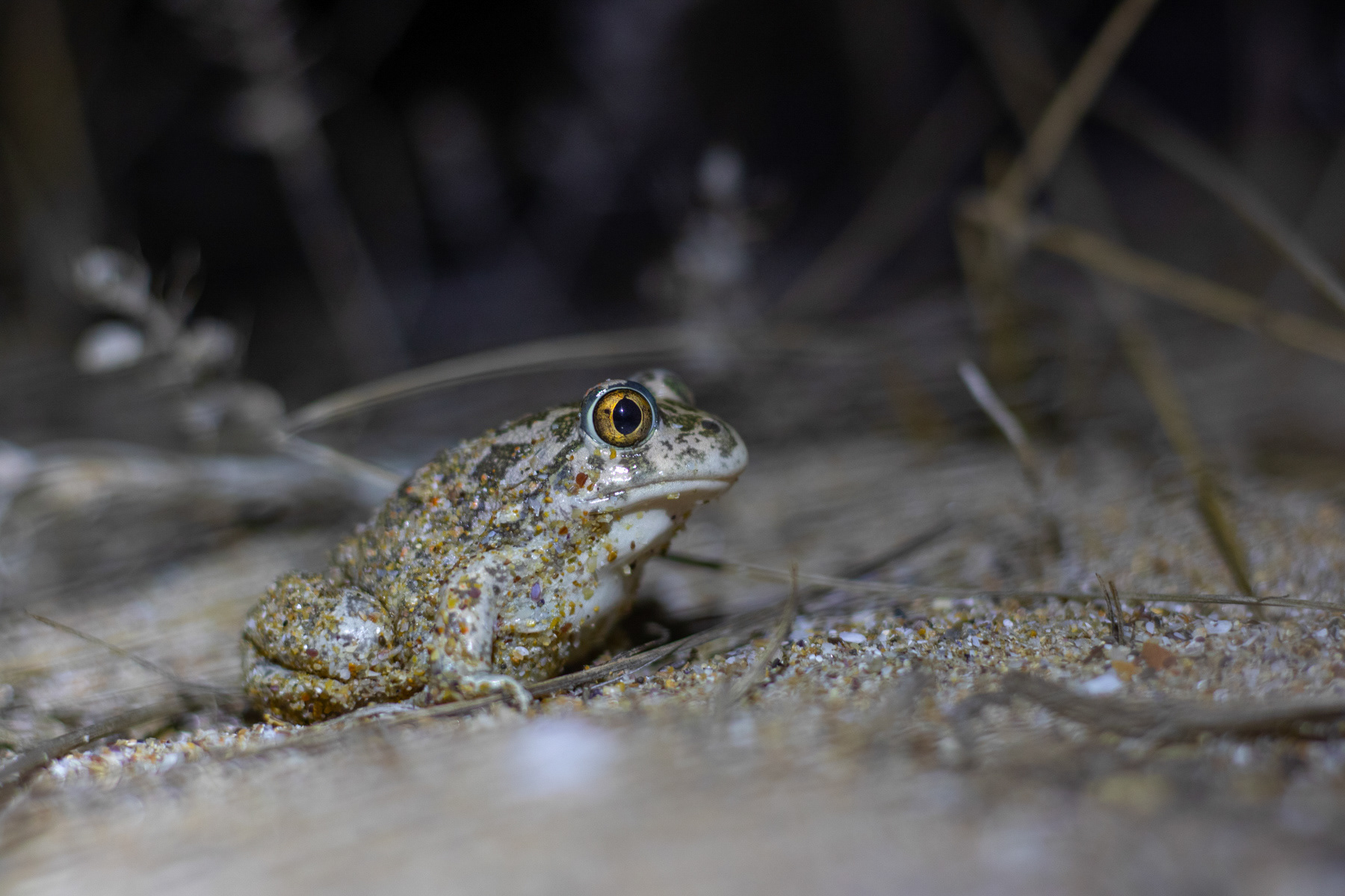 Сирийска чесновница/  Syrian spadefoot