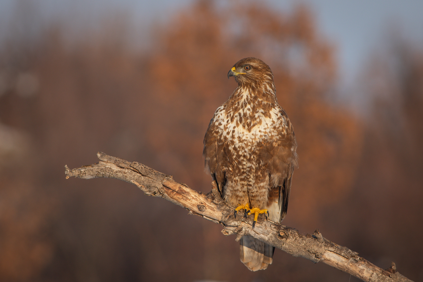 Обикновен мишелов/ Common buzzard