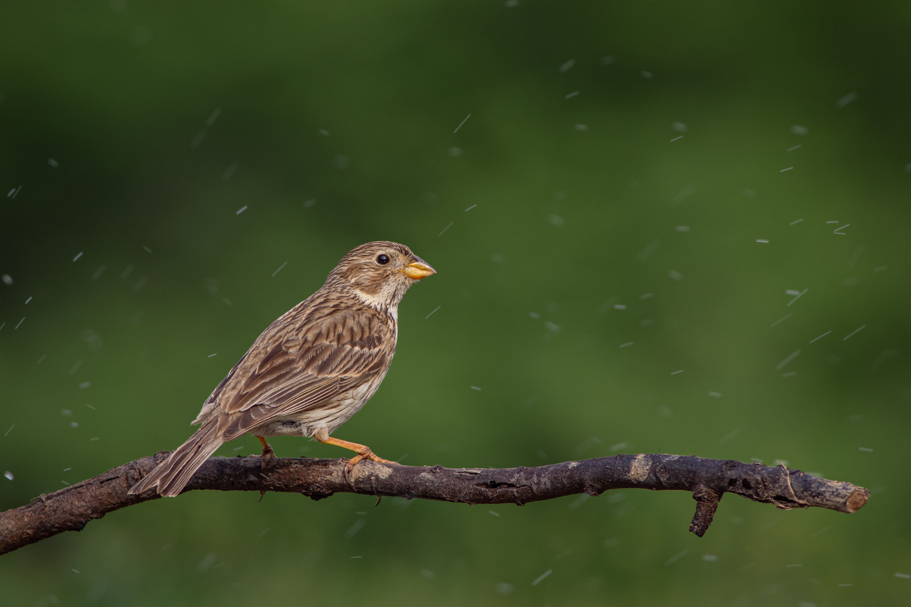 Сива овесарка/ Corn bunting