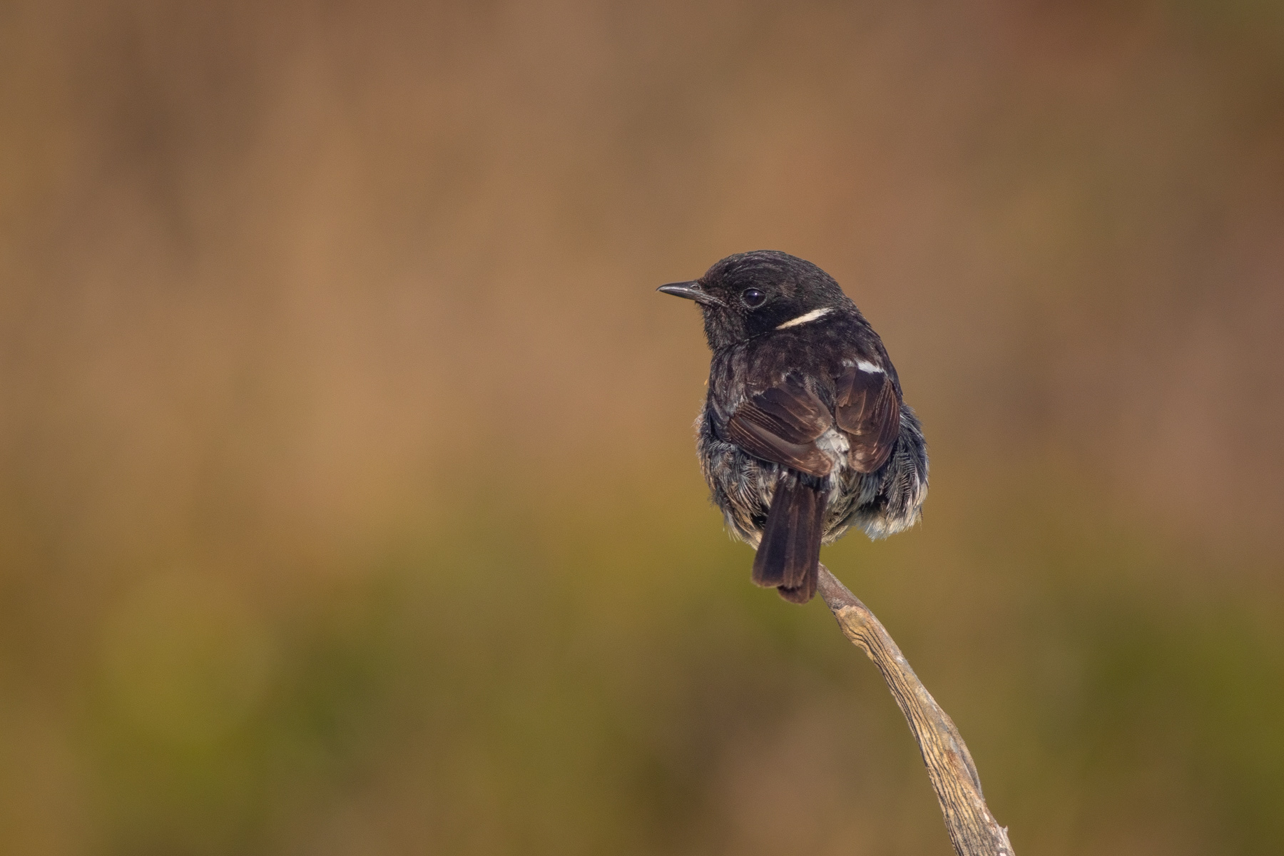 Черногушо ливадарче/ European stonechat