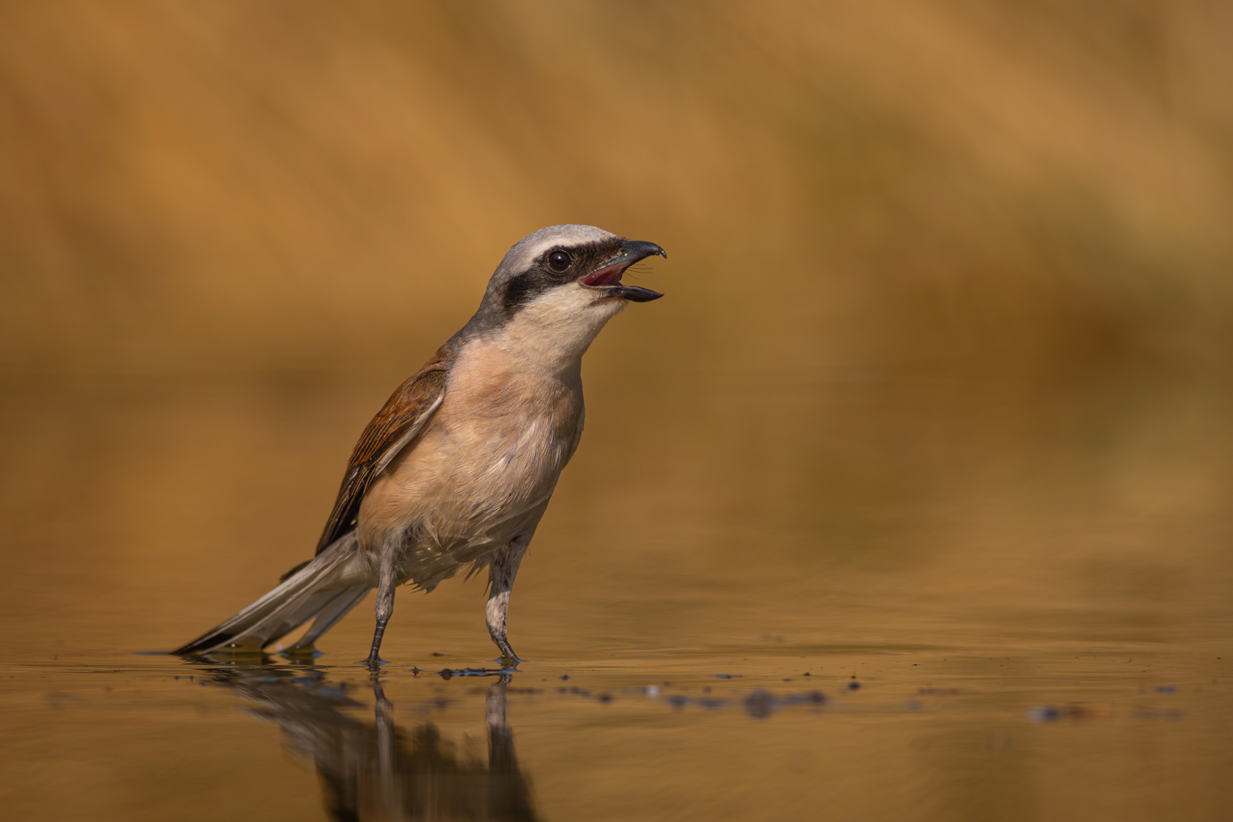 Red-backed shrike/ Lanius collurio