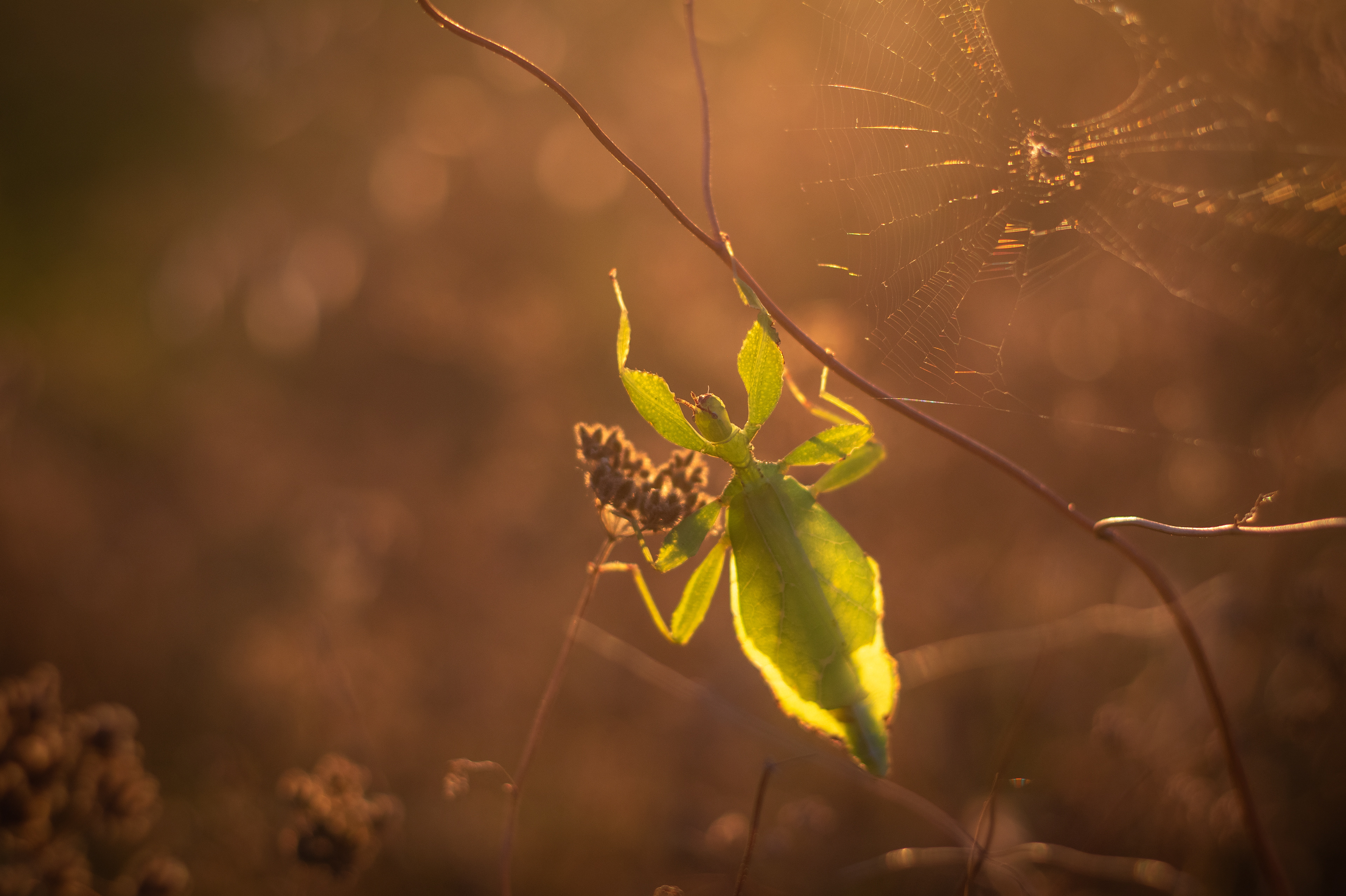 Leaf insect/ Phyllium phillipinicum